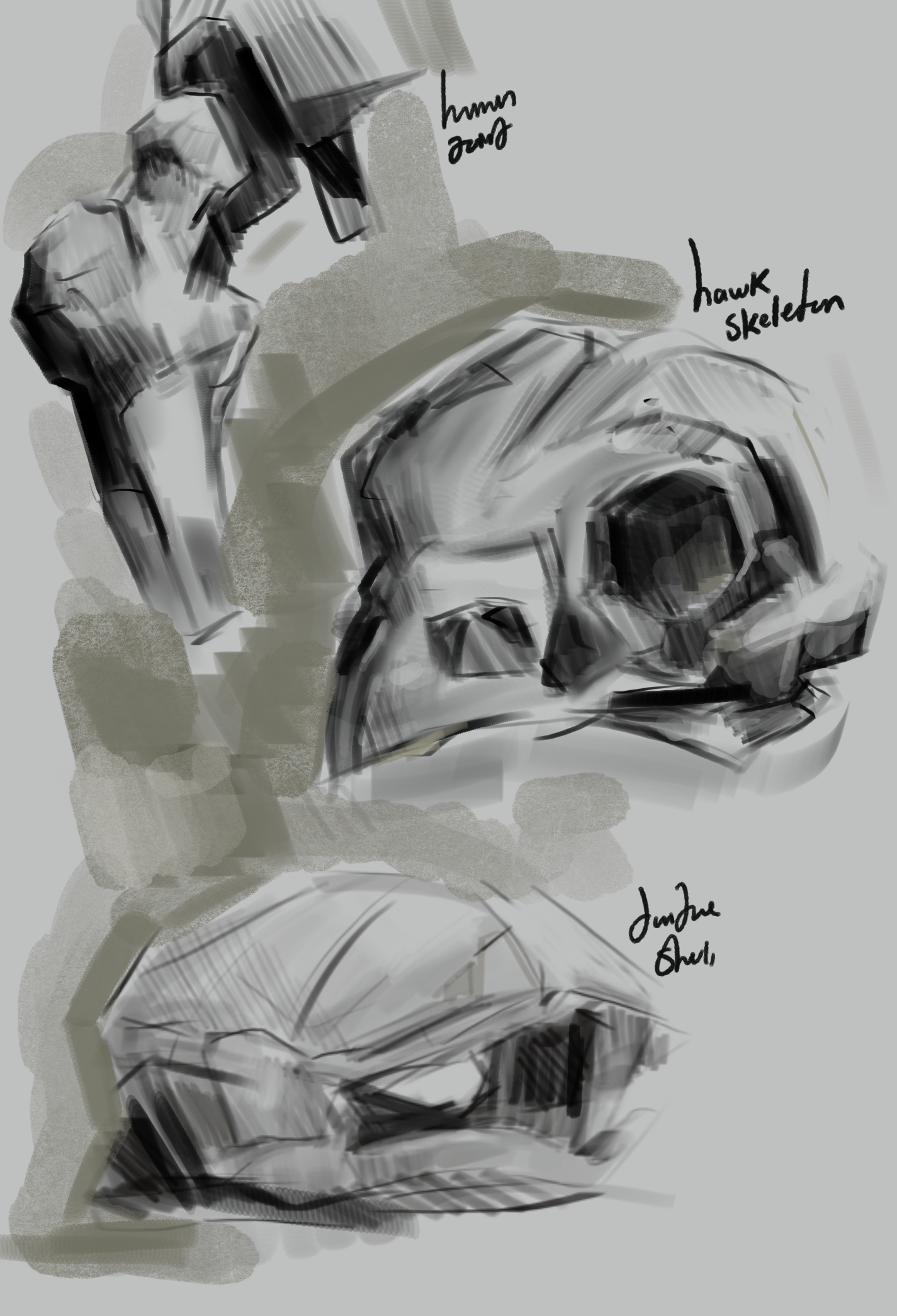 Various Bone Study, Hawk, Turtle Carapace, Human, 2024