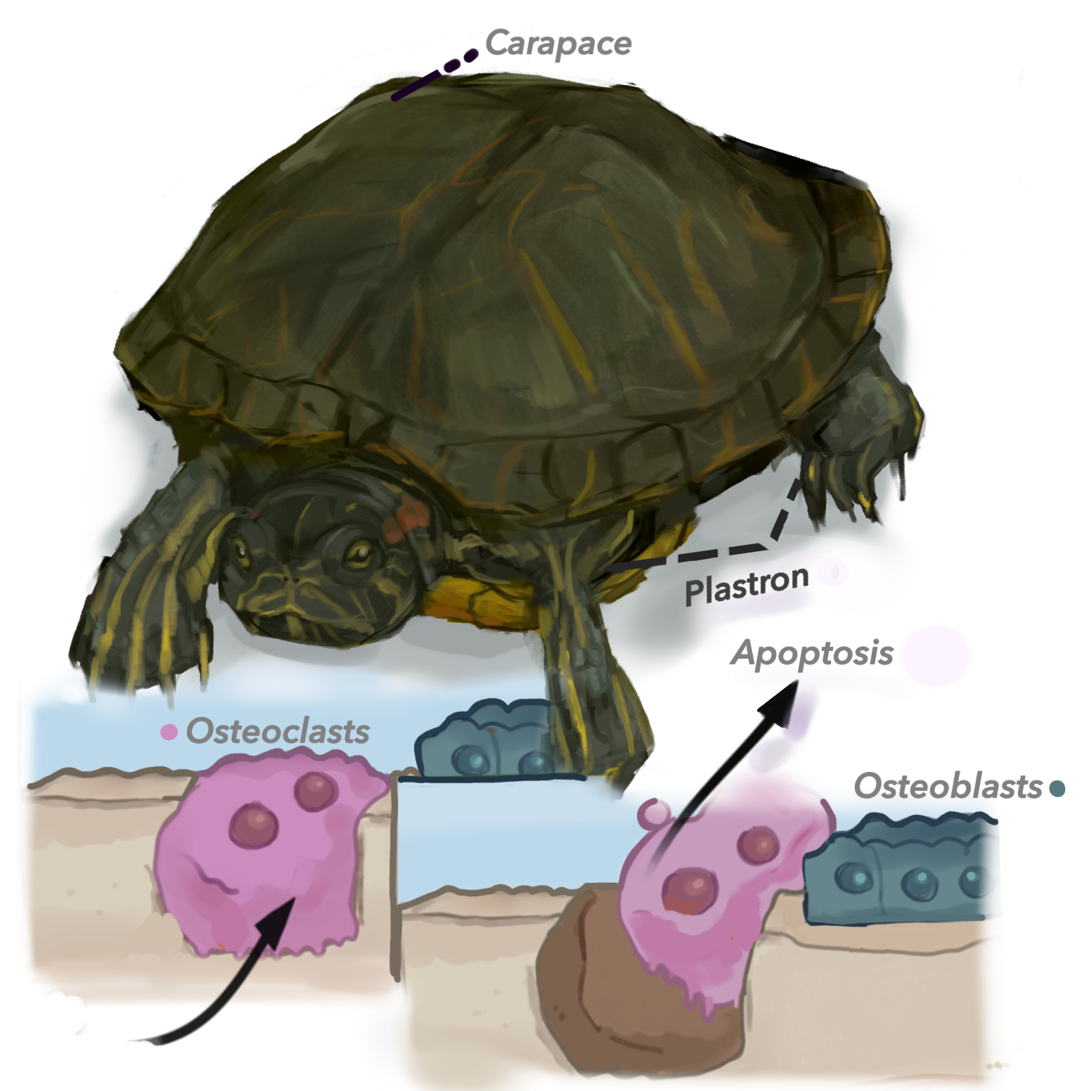 Untitled_Artwork 61.png