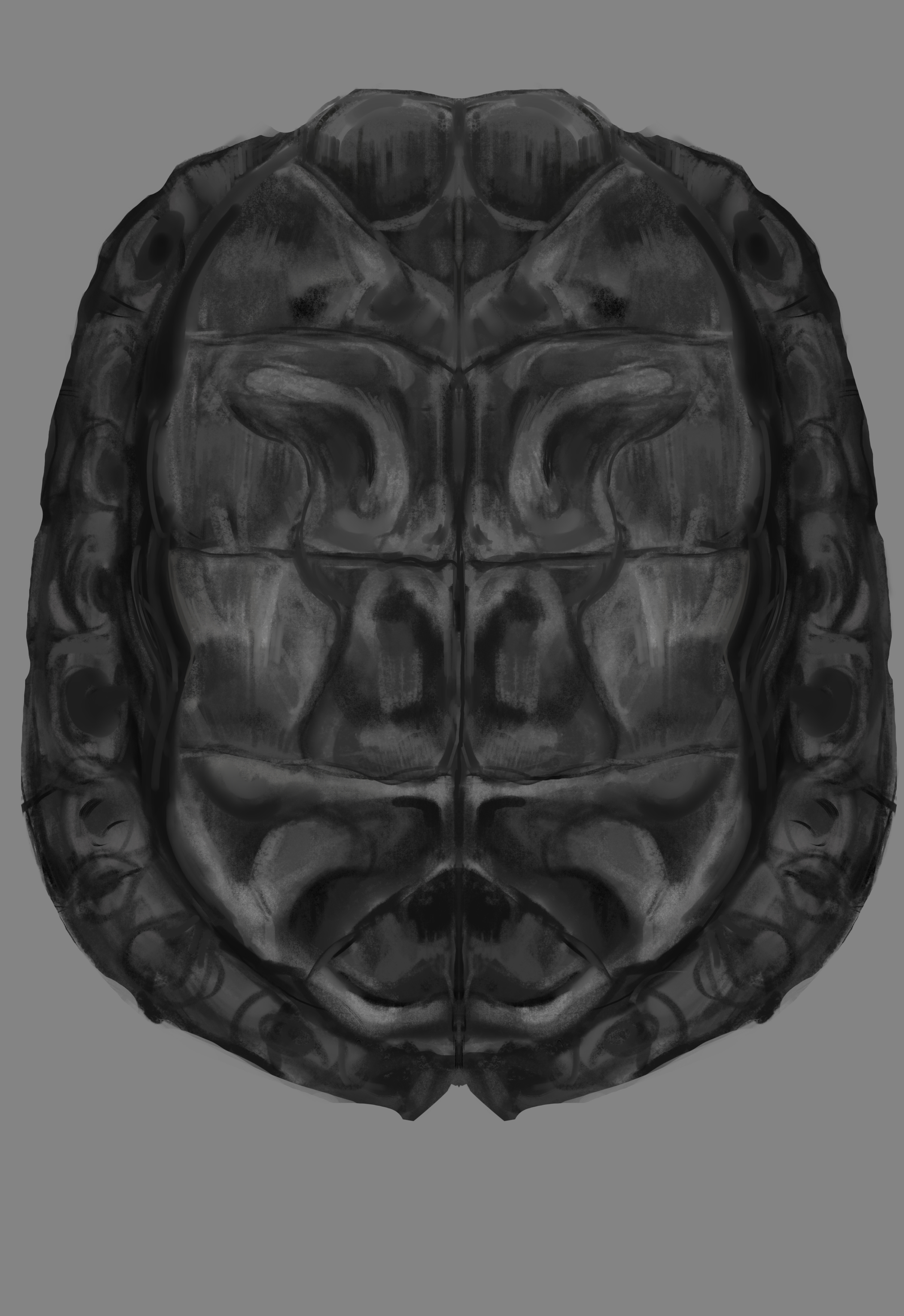 Gray-Scale, Shell Plastron Study Western Painted Turtle, 2025