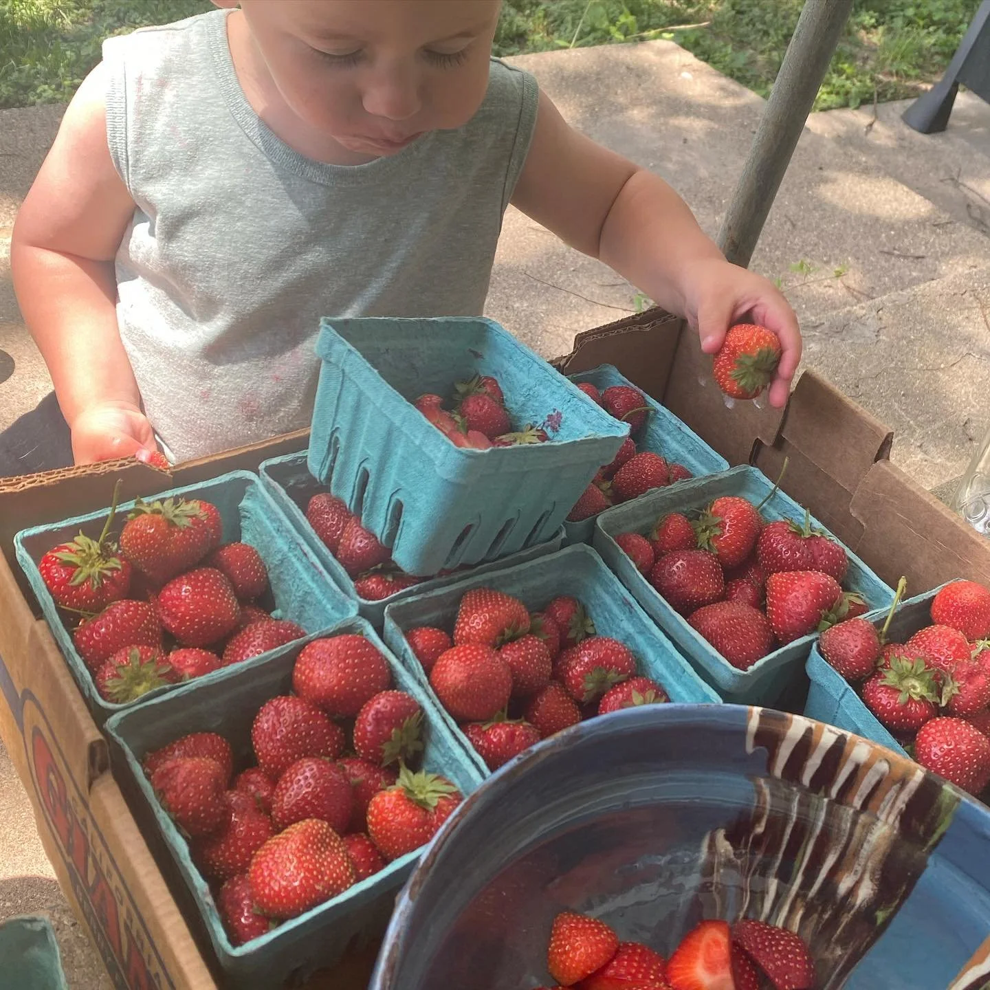 This will be all of us, soon enough. Until they&rsquo;re local berries like this flat that Malc was noshing on last spring, I&rsquo;m continuing to line up behind parking lot fruit trucks to get my FL berries. Got a round coming next week. Perfect ti
