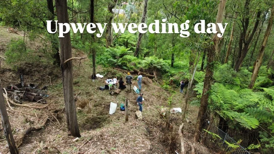 Last weekend around 20 UG members and community gathered to begin works on our new site alongside @operationregen goats to demolish around 5 cubic metres of weeds such a wandering trad and ivy. The goats have already eaten all those weeds, so effecti