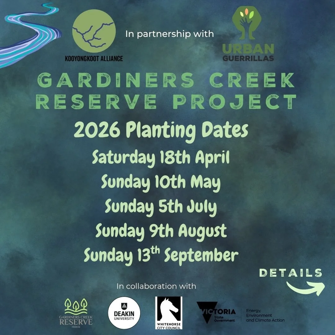 WE&rsquo;RE BACK!! and Kicking off our 2026 planting season with a bang!

We will plant over 12000 trees and shrubs and grasses this year!!!!

The Kooyongkoot Alliance, with a grant from the State Governments Green Links Program, together with us the
