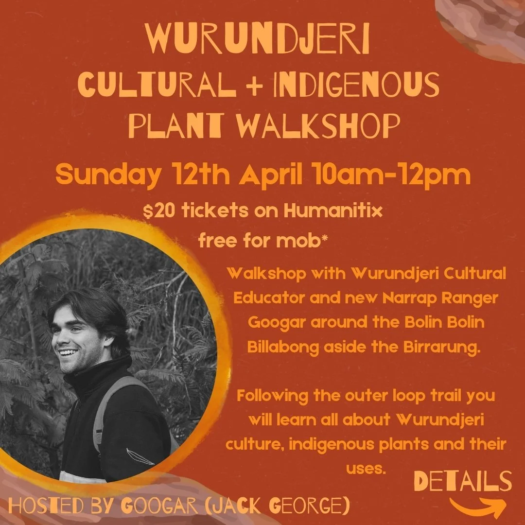 Join us on a Walkshop with Googar, a Wurundjeri Cultural Educator and new Narrap Ranger around the Bolin Bolin Billabong. 

This culturally significant spot is lined with red river gums and historically was a meeting place for corroborees. Along the 