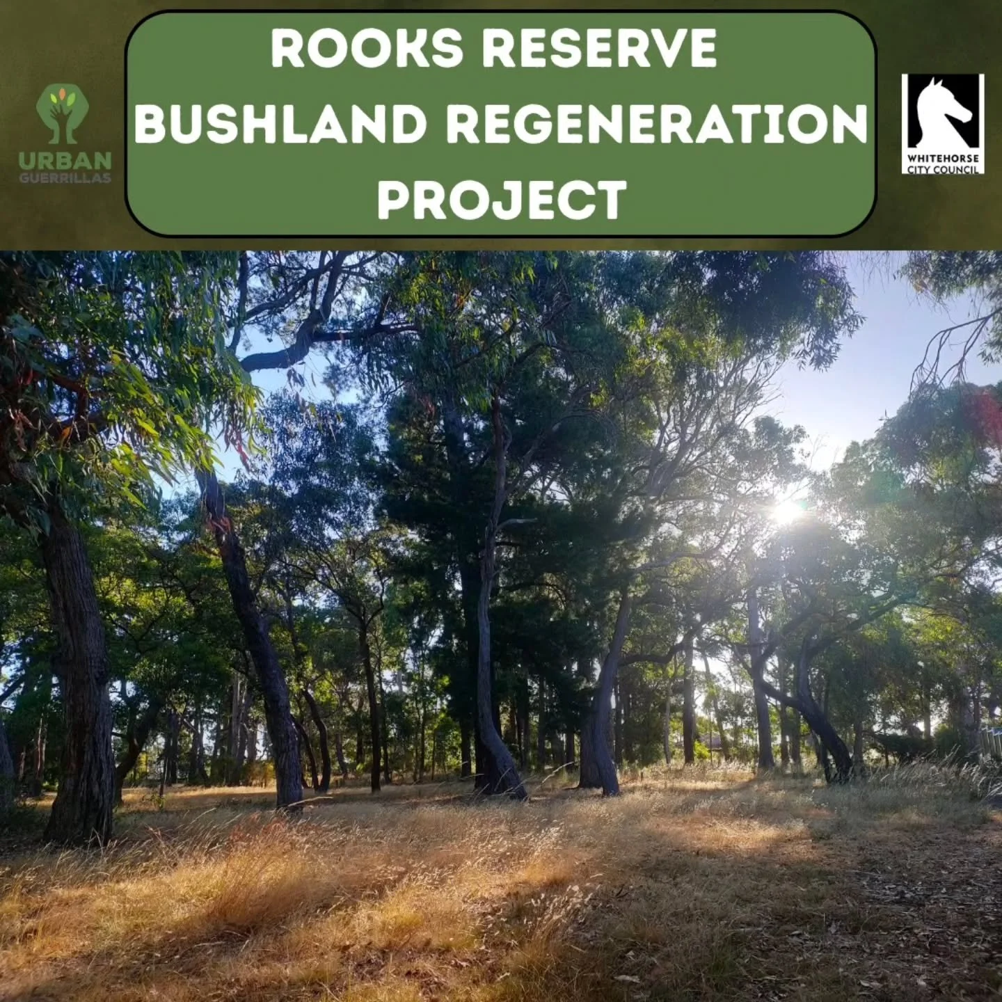 📍 Charles Rooks Reserve, Nunawading

Charles Rooks Reserve is such an exciting new site for us. Home to a regenerating patch of Melbourne's endangered Valley Heathy Forest, @urbanguerrillas.official and @whitehorsecitycouncil are sharing the task of
