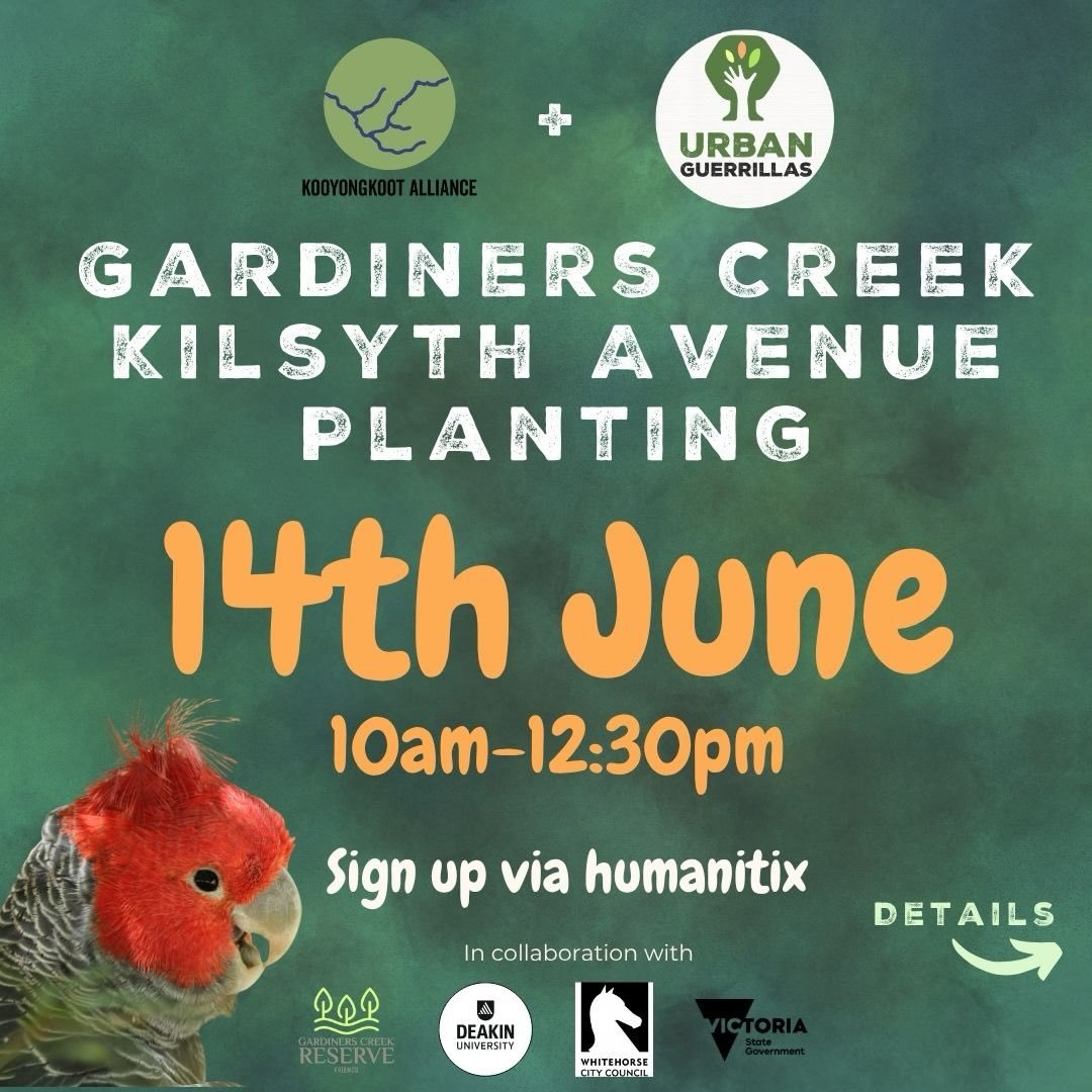 🌿Come back to our original site for another working bee! 🐝 

This site is such a reminder of the impact revegetation can have. INSANE that less than 4 years ago this was just a gross patch of kikuyu grass 🤯

Let&rsquo;s keep that growth growing an