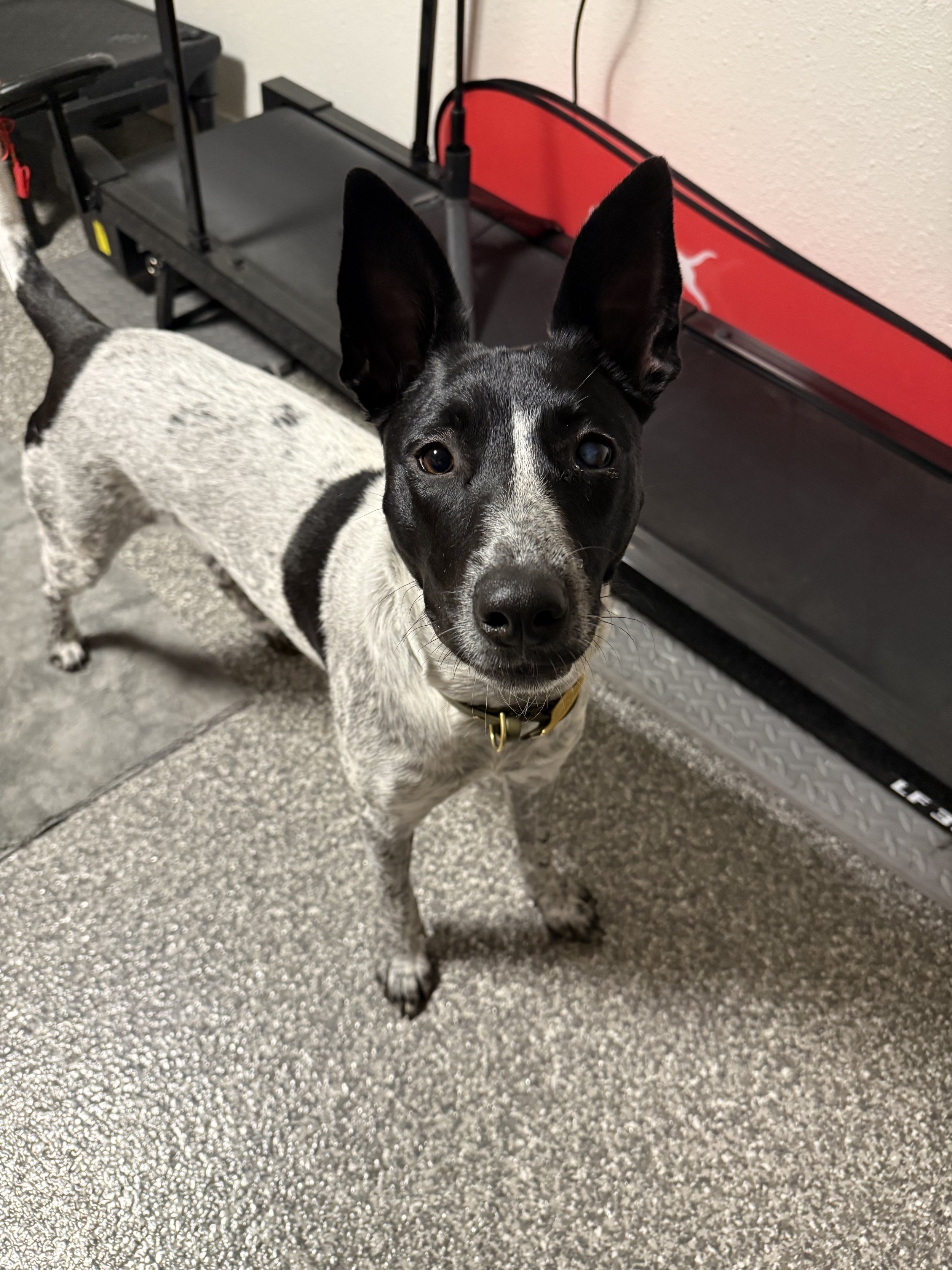 A black and white dog with large ears and a yellow collar standing on a gray, textured floor, looking at the camera, with exercise equipment in the background.