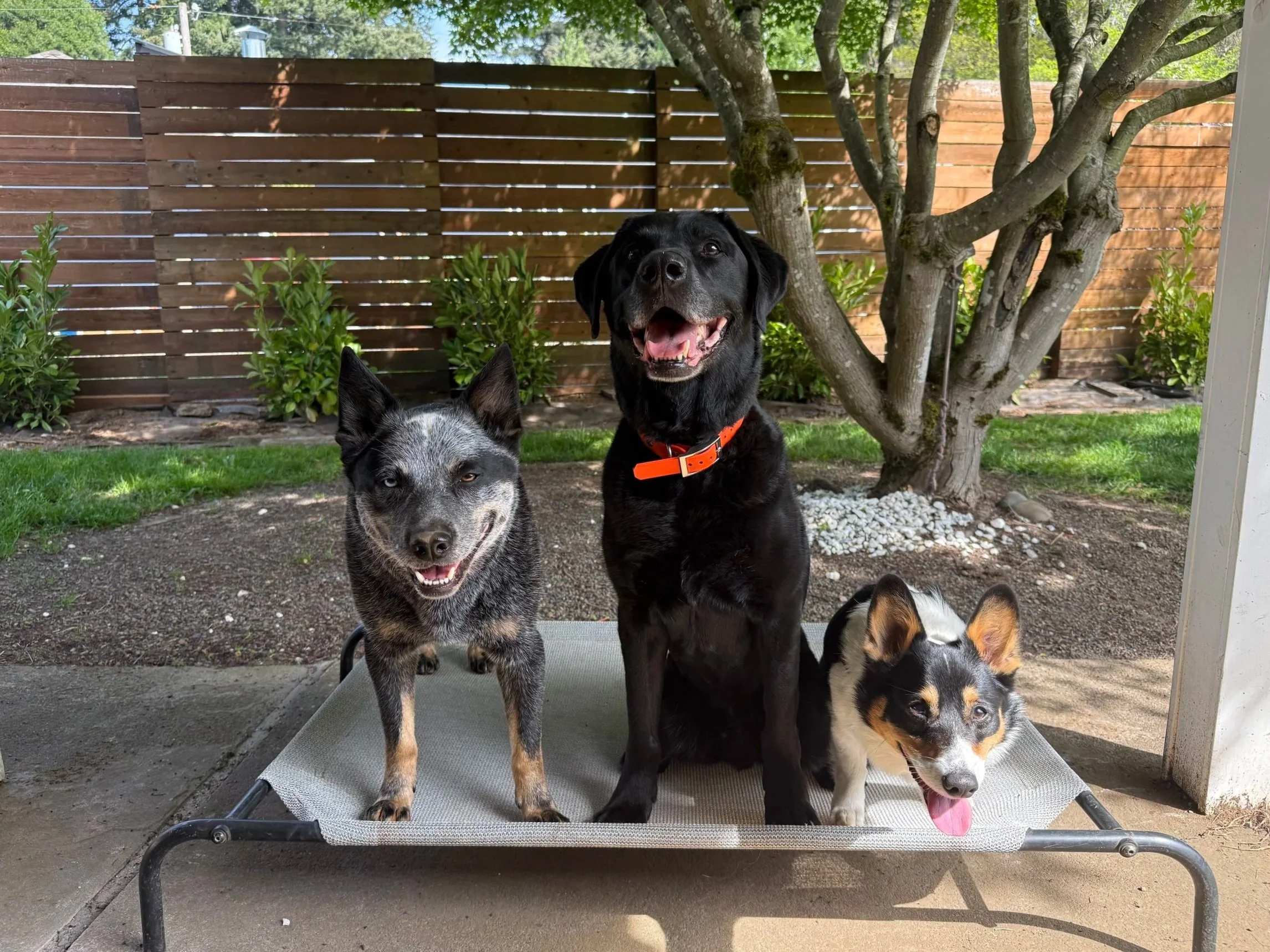 a cattle dog, a lab, and a corgi on a bed