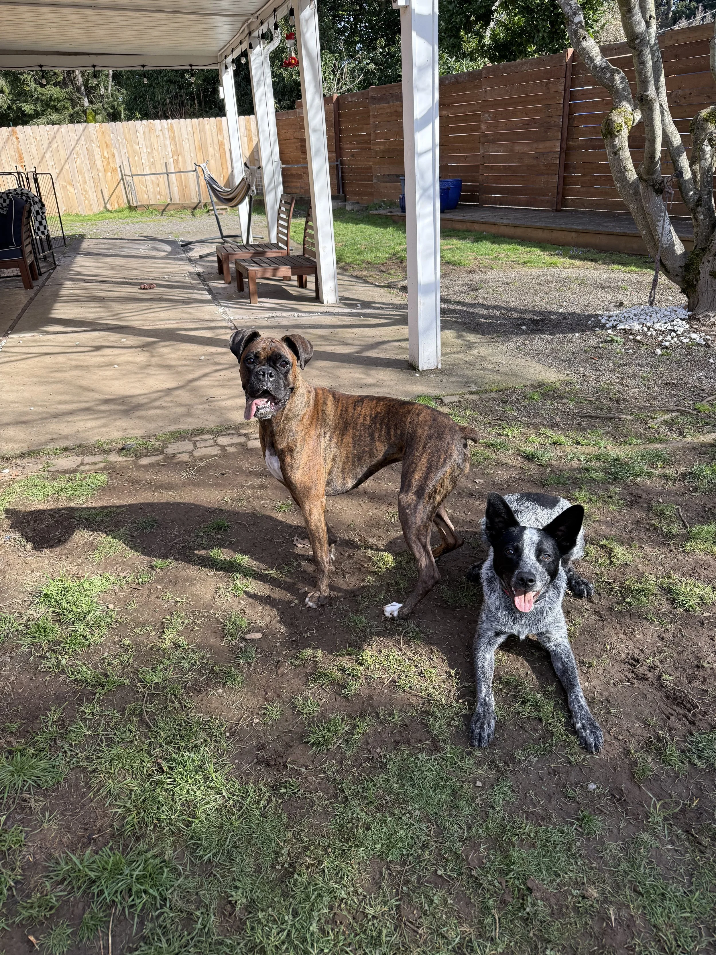 cute dogs smiling