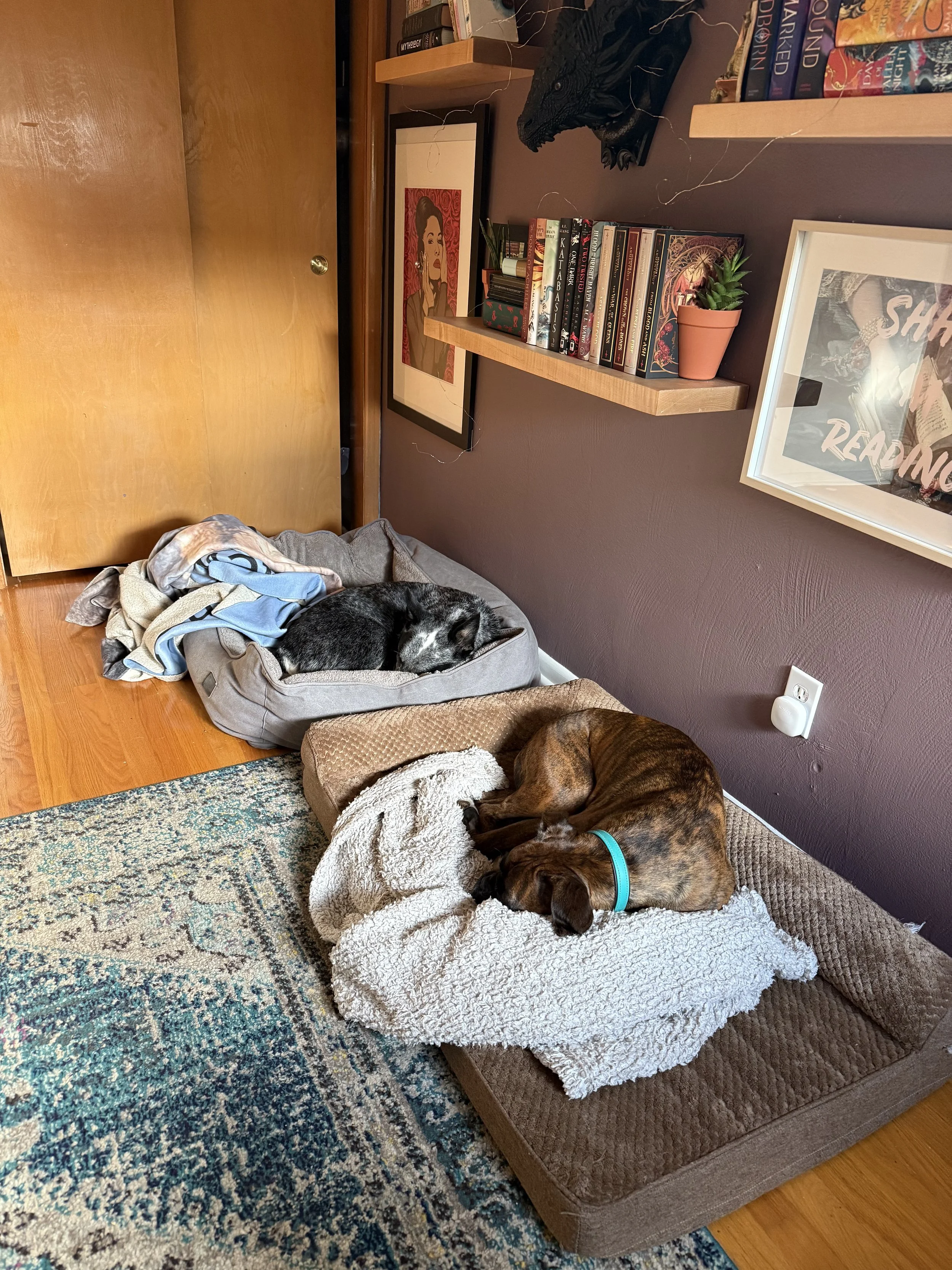 a cattle dog and a boxer sleeping on dog beds