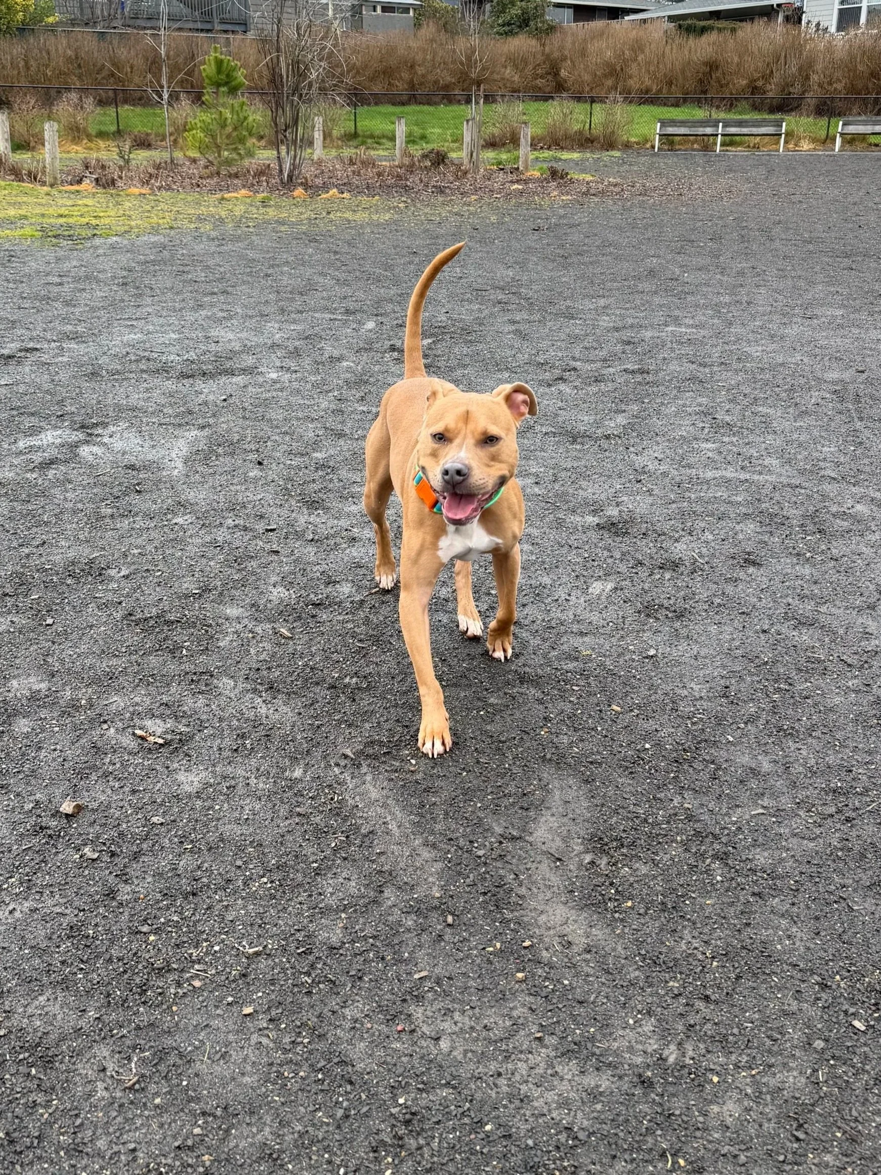 cute dogs smiling outside