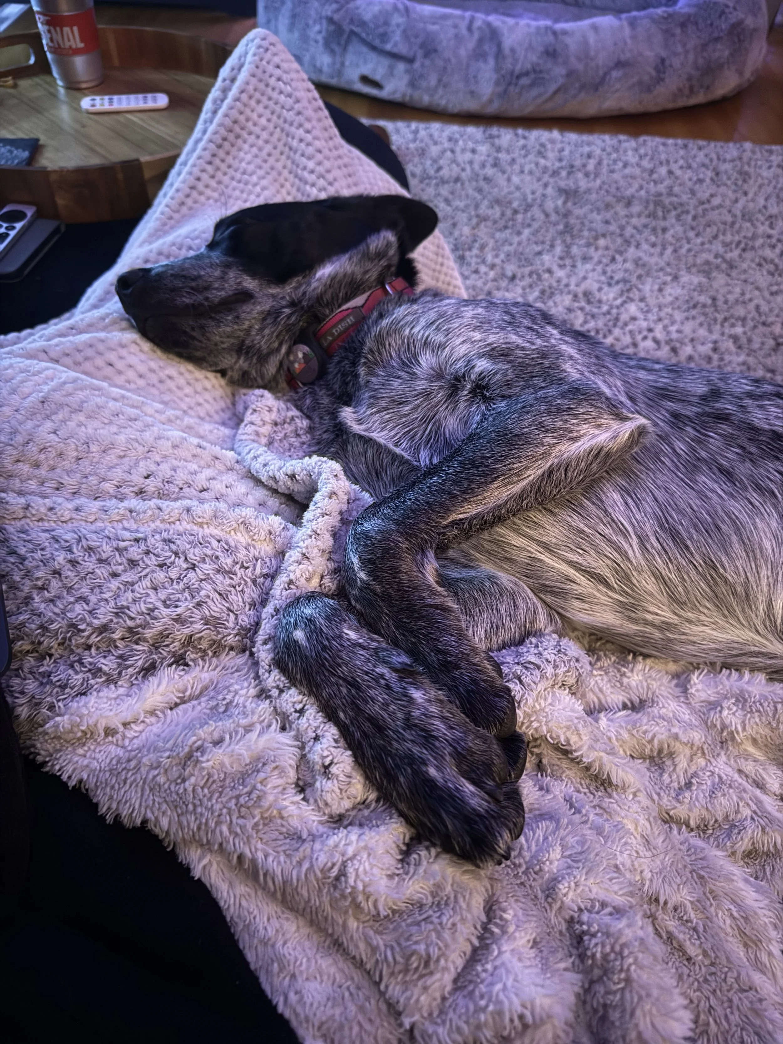 A grey and black dog with a red collar sleeping on a beige, textured blanket in a cozy living room.