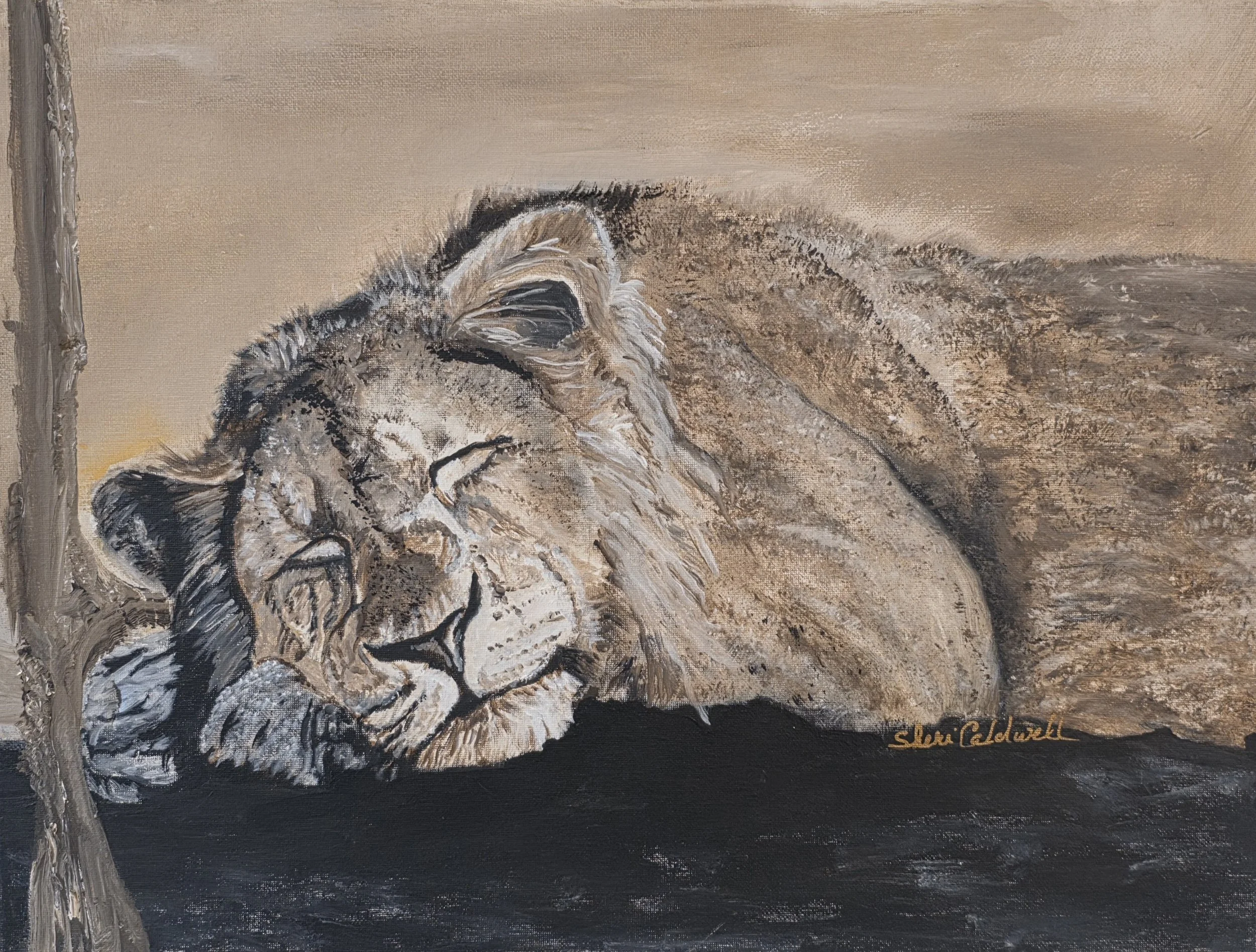 Sleeping Lion (16x20) Photo by BCR