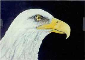 The Bald Eagle (16x20)