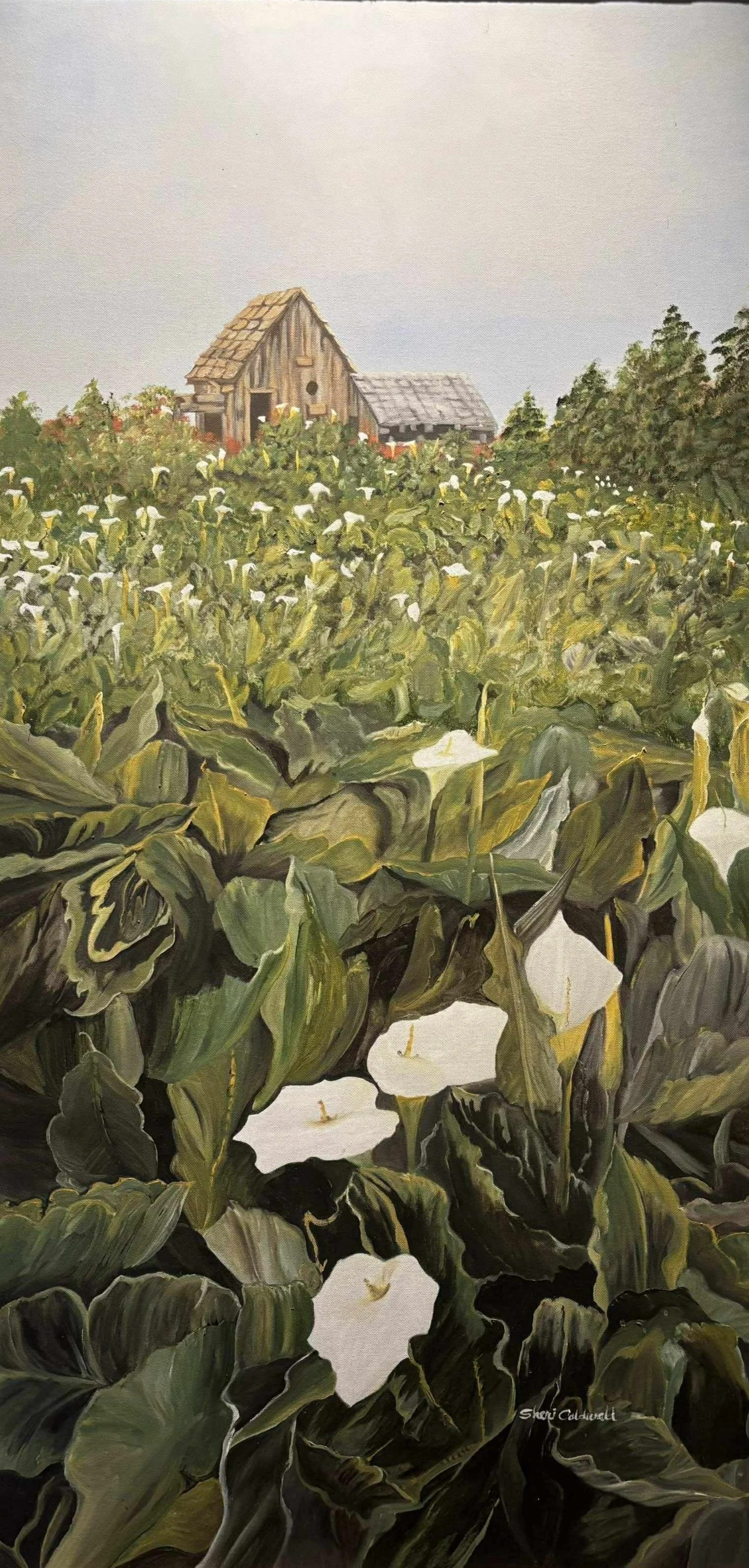 Calla Lilies (2x4)