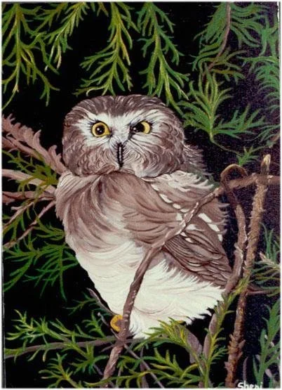Barn Owl (16x20)