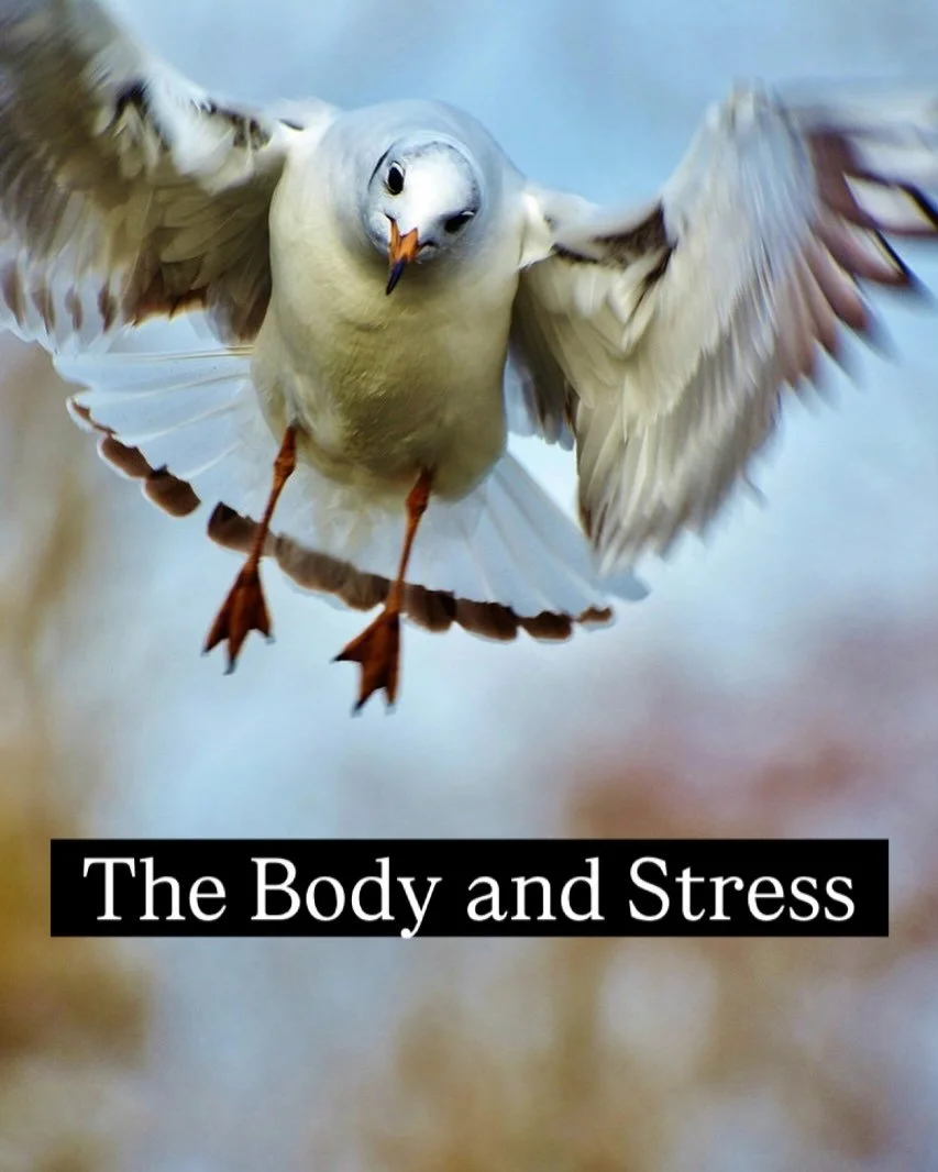 Stress affects our complex and interconnected systems in the body. Like everything if we understand what&rsquo;s going on we&rsquo;re more likely to be able to make positive changes and disrupt the patterns.

The alarm stage is the immediate  reactio