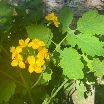 Holding On to the Herbs That Hold Us

Greater celandine, Chelidonium majus, is a plant that has slipped quietly into the background of modern herbal practice. Yet it once held a firm and respected place in the European materia medica. It grows in the