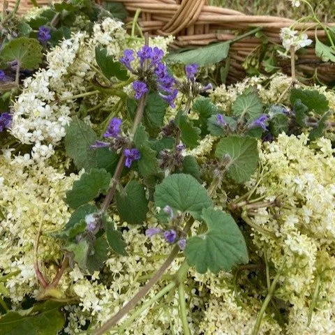 The Quiet Power of Making Your Own Medicine

There is a particular kind of stillness that comes when you step outside with a basket and no fixed plan. Just the intention to meet whatever the season is offering. This past week, the hedgerows have been