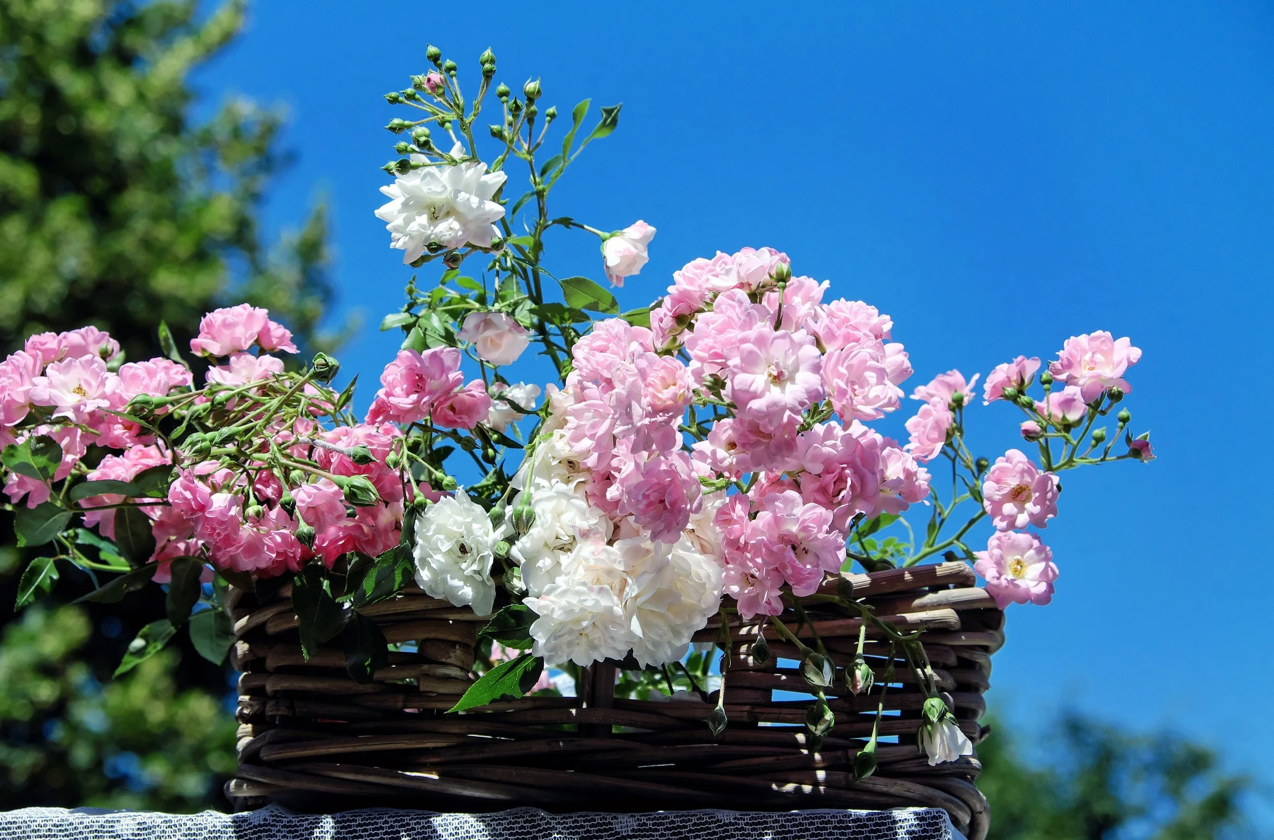 A Midsummer Invitation: The Summer Plant Sauna Ritual