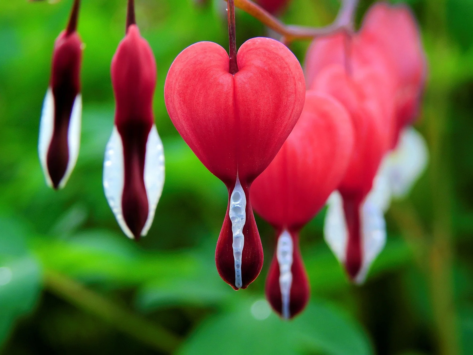 Heart shaped flower with green leaves in background.