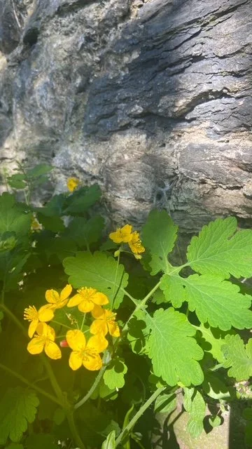 Greater celandine close to a stone Cornish wall in the sunshine.