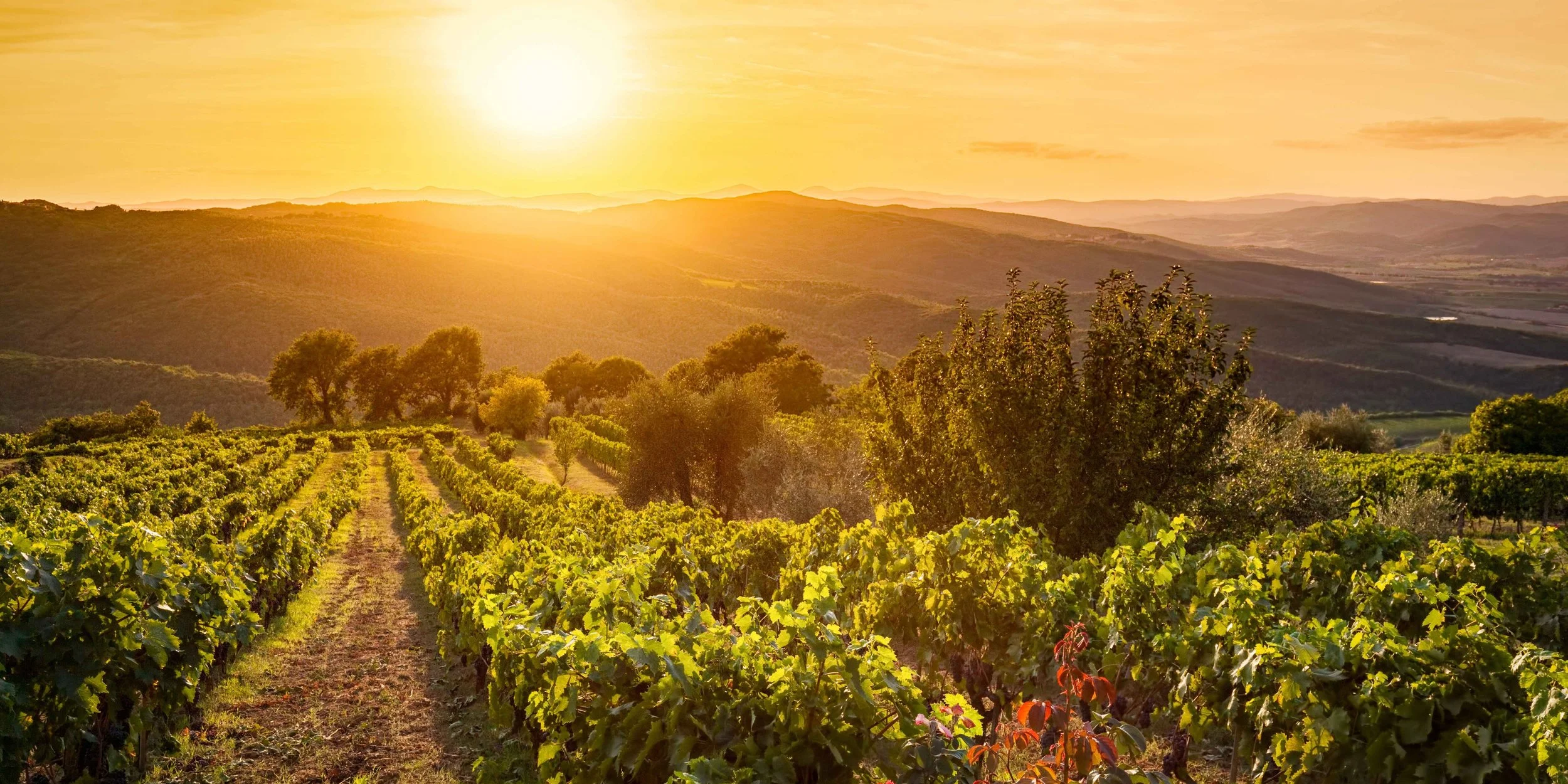 2027 Italian Wedding Colour Palettes: From Amalfi Pastels to Vineyard Hues