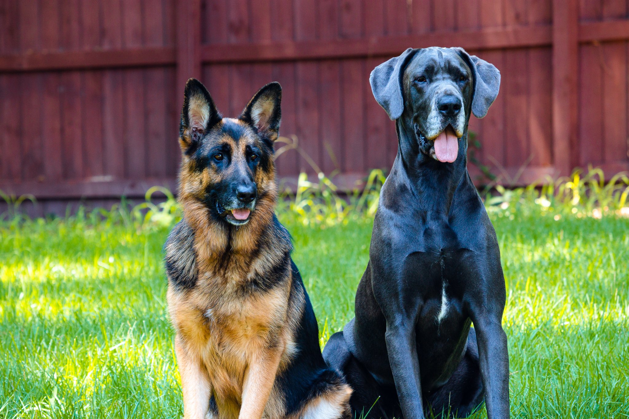 German Shepherd and Great Dane sitting on grass in front of a wooden fence.
