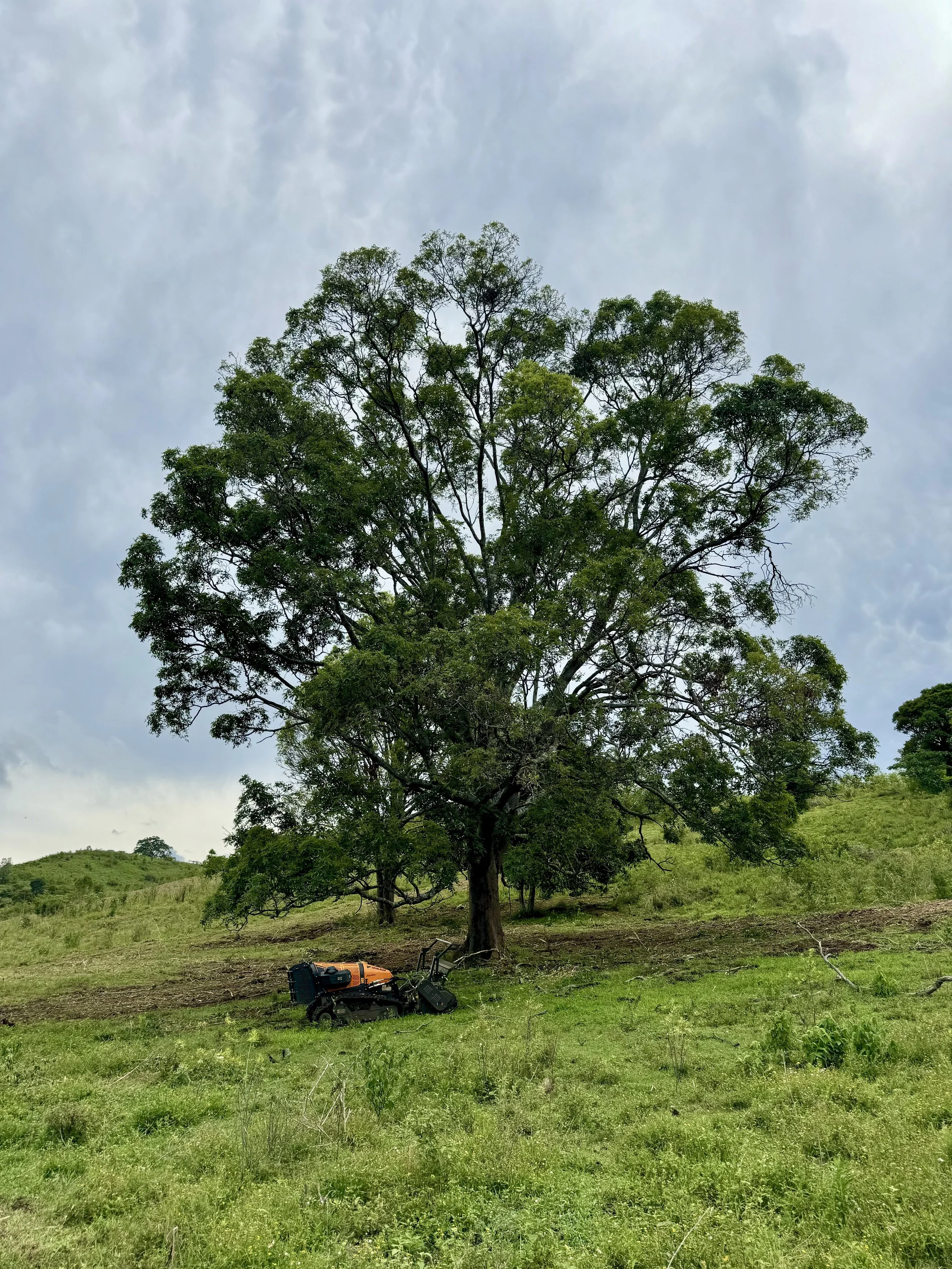Large tree in open grassy field after land clearing by mulcher