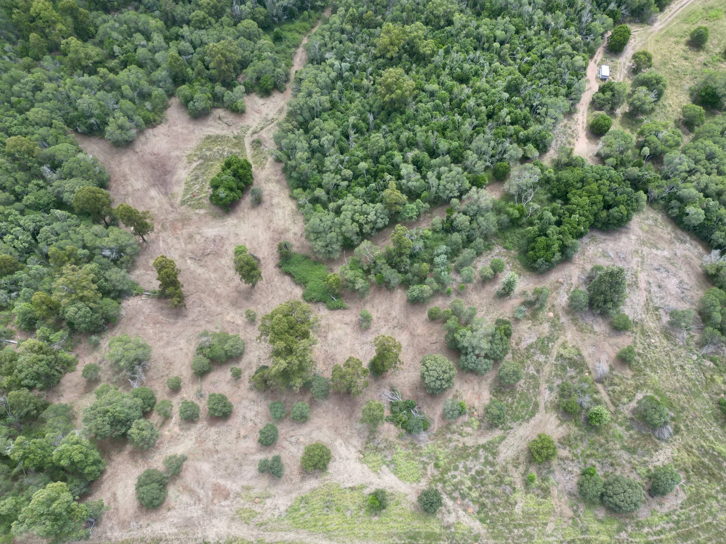 Aerial view of a forested area with scattered trees and clearings