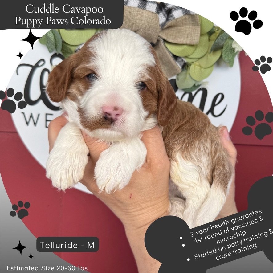 Barn Puppy Yoga – Featuring Cavapoos!