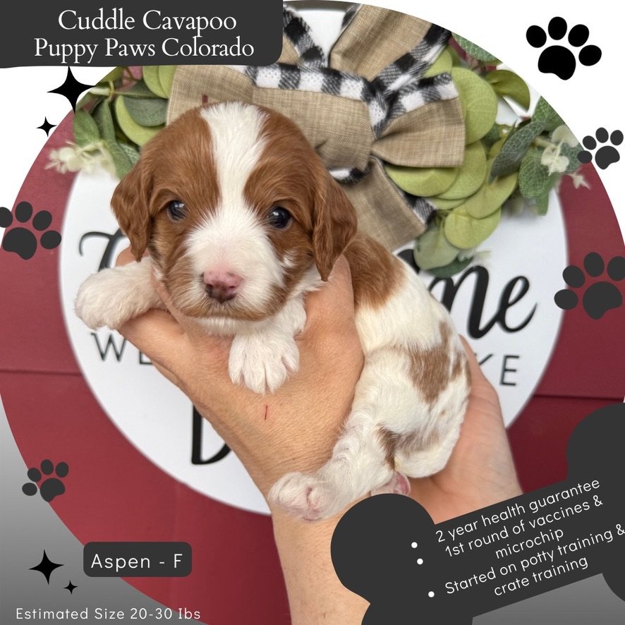 Barn Puppy Yoga – Featuring Cavapoos!
