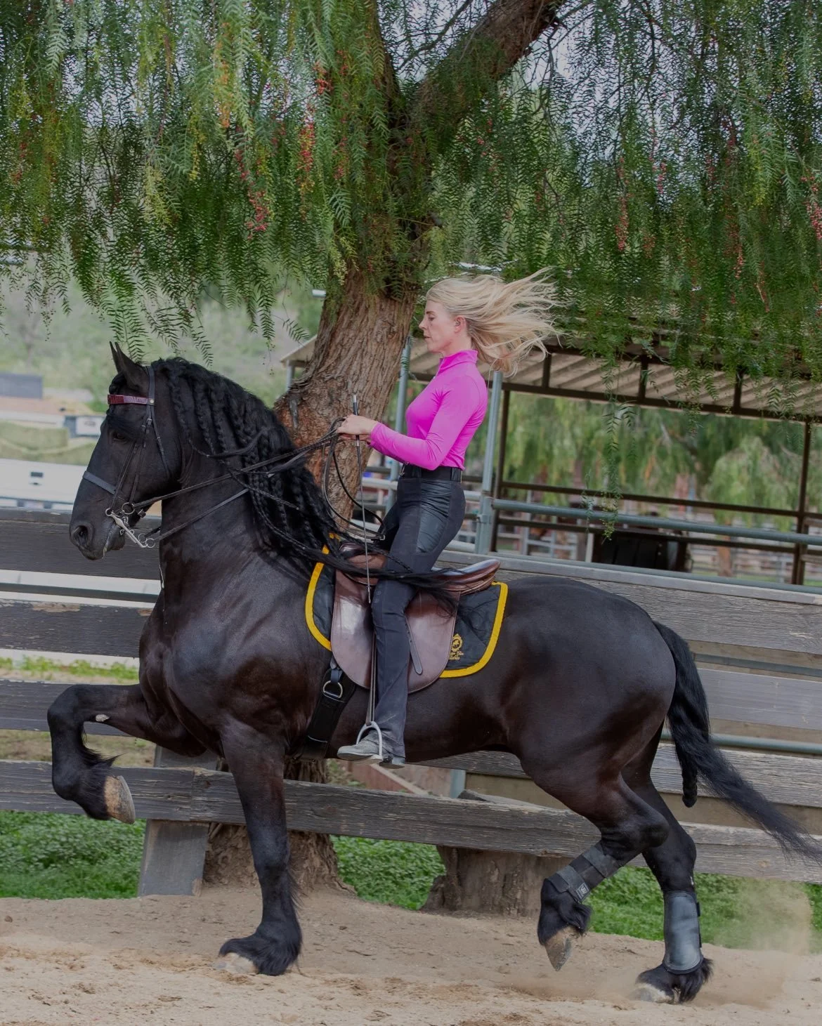 Saddlebred Horse Trainers LA