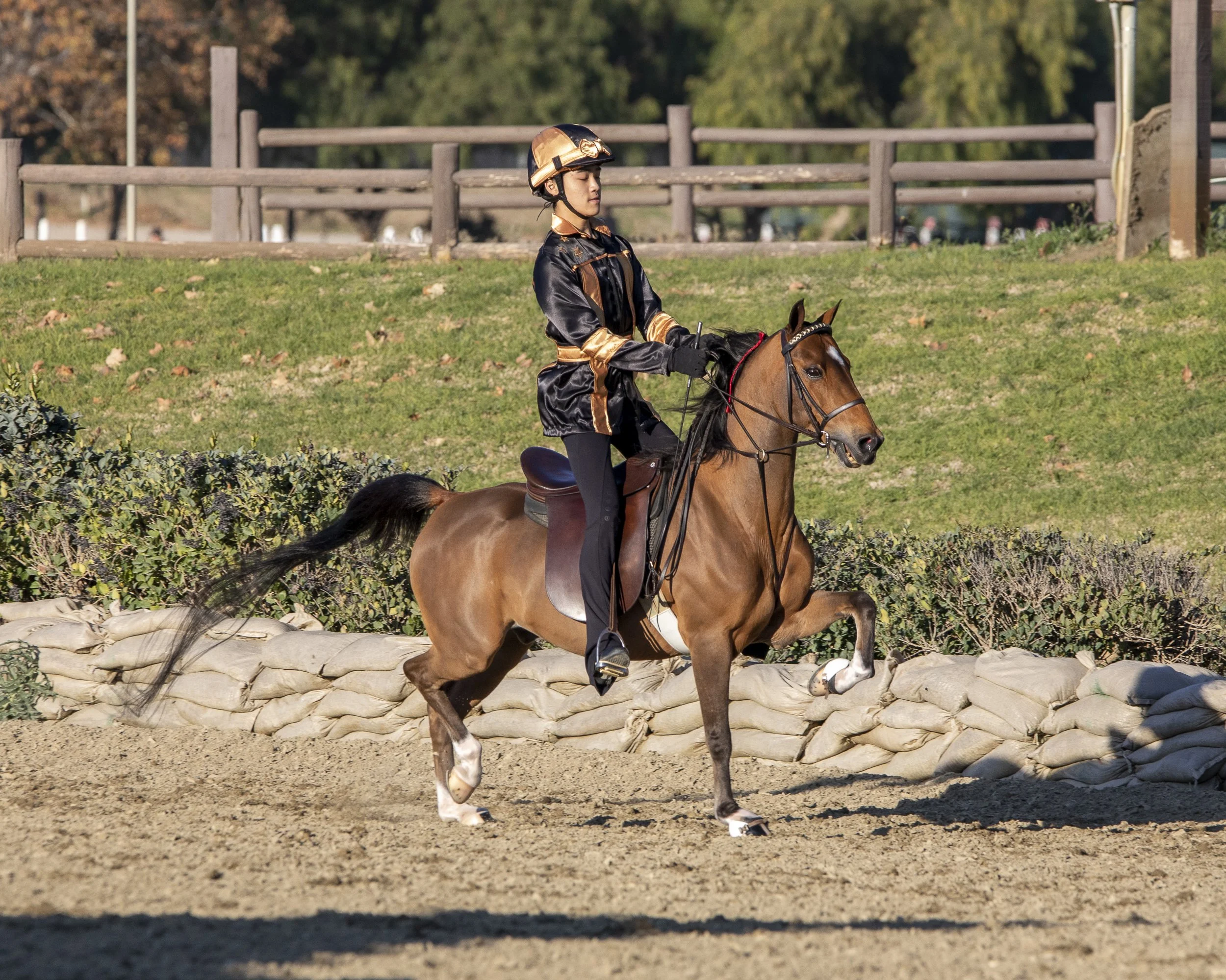 horse shows in LA.jpg
