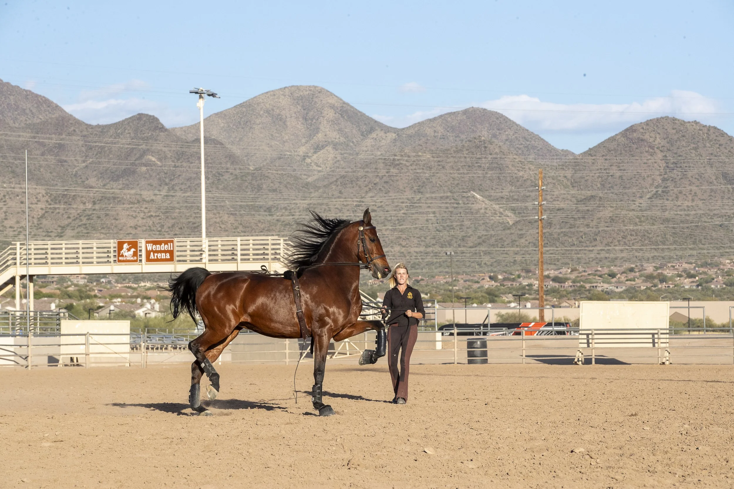 saddle seat in the Los Angeles.jpg