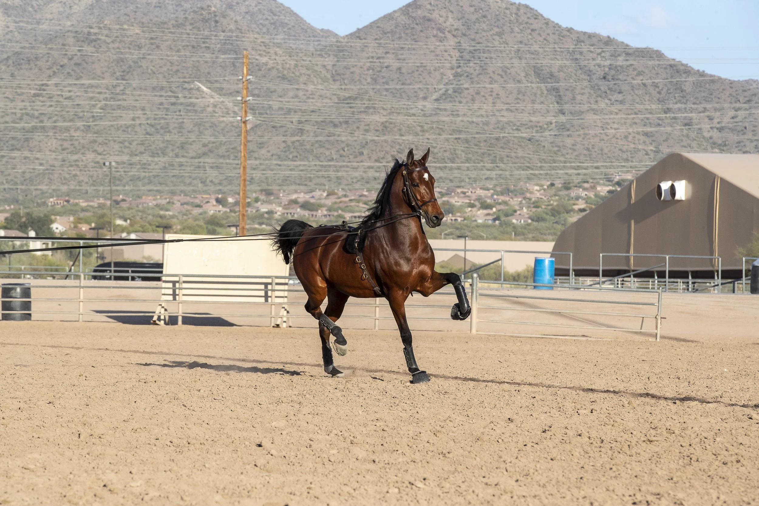 saddle seat training in the Los Angeles.jpg