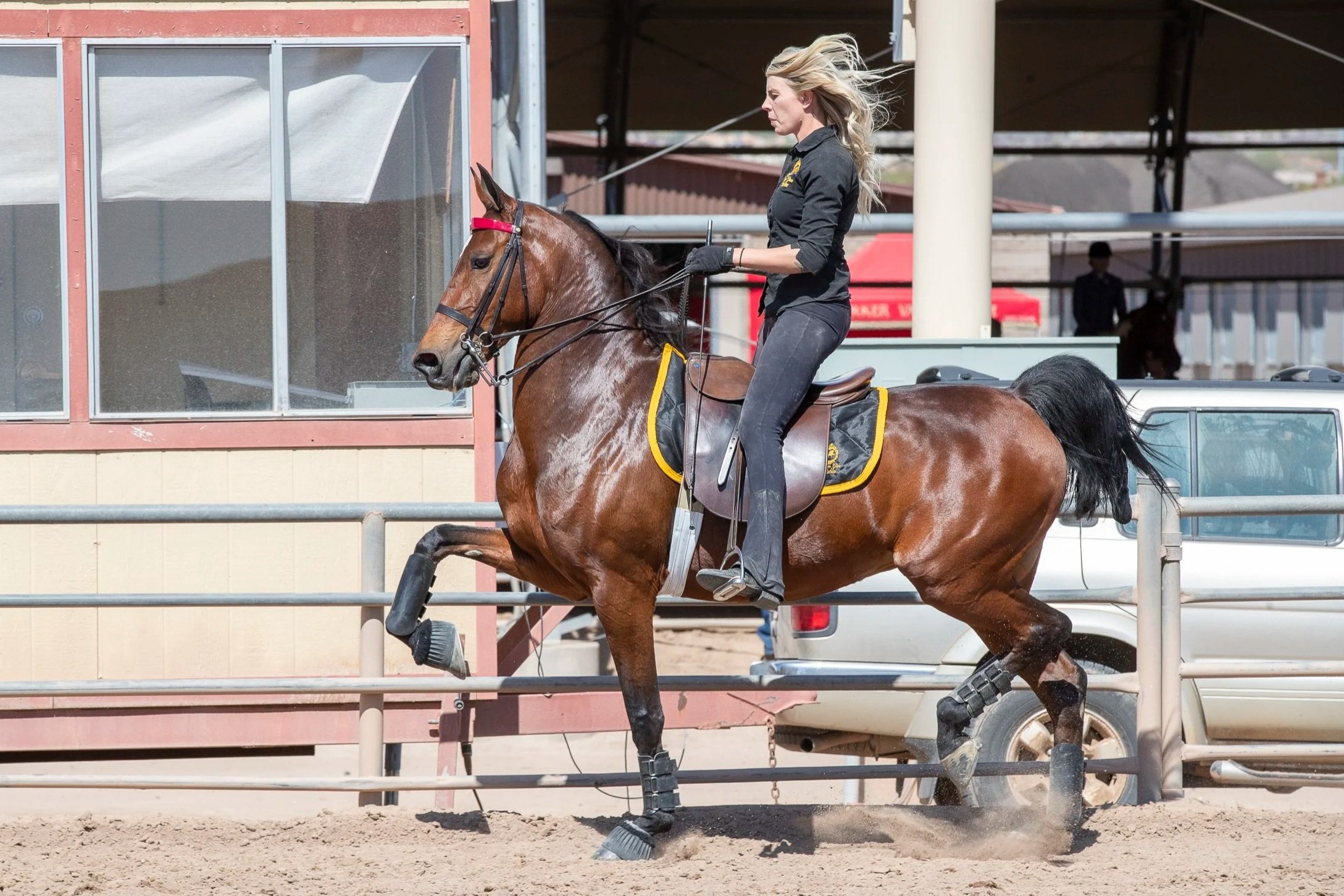 Saddle Seat Training in LA.jpg
