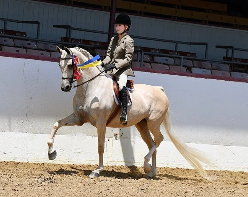 Hunt seat saddlebred horse show, first place.