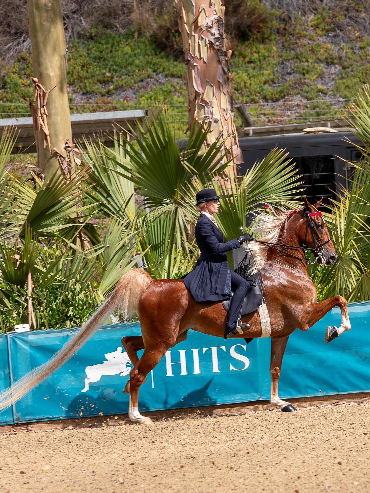 HorseTrainingShowingLosAngeles.jpg