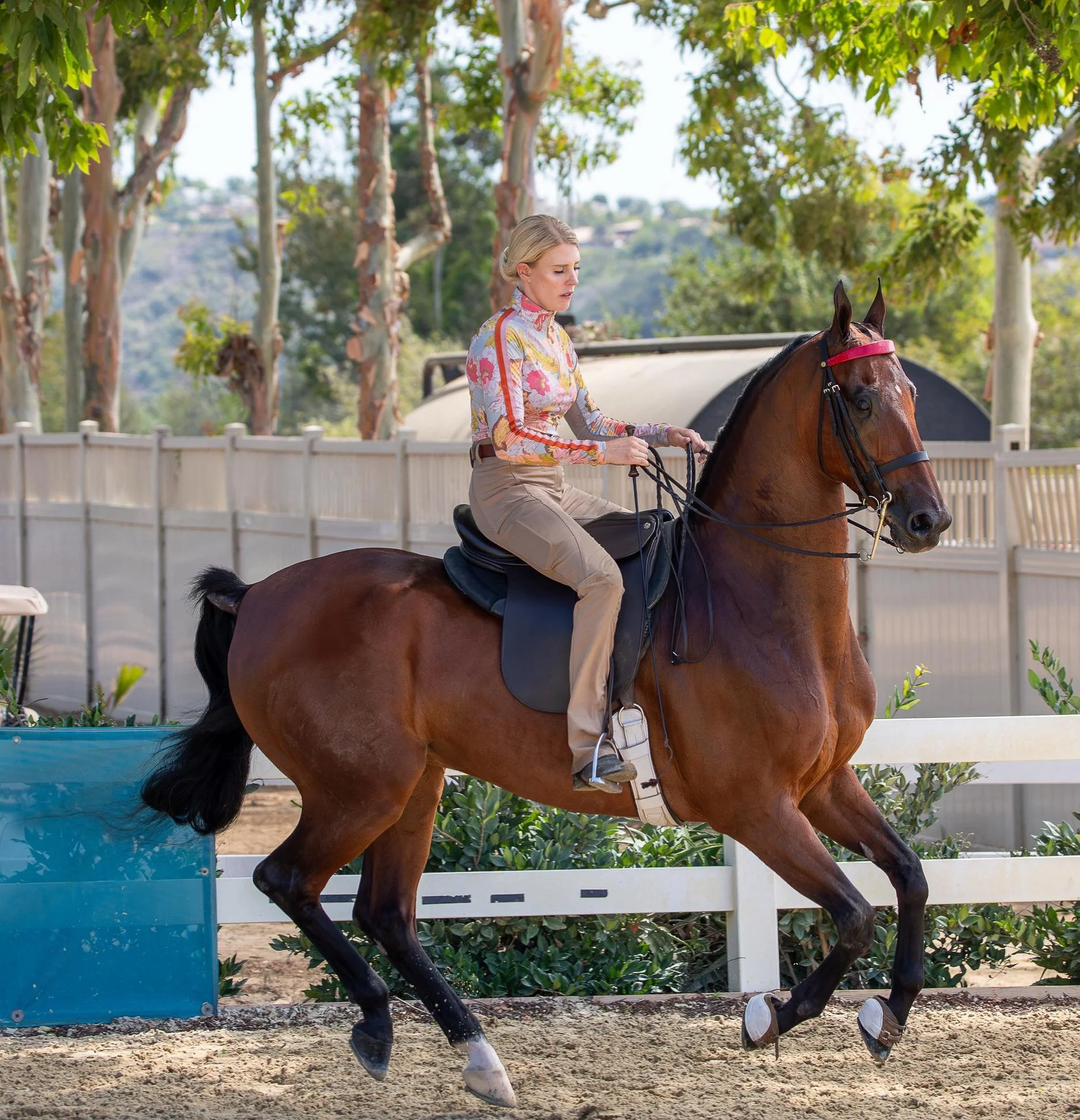 Los Angeles Saddleseat Trainer.jpg