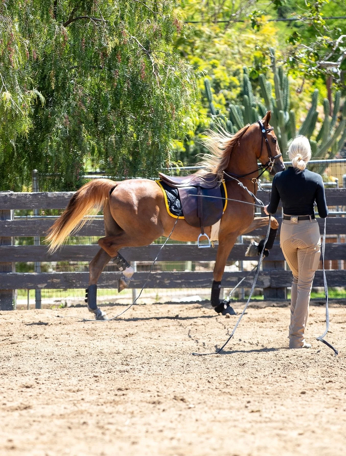 saddle seat training in the Los Angeles.JPG