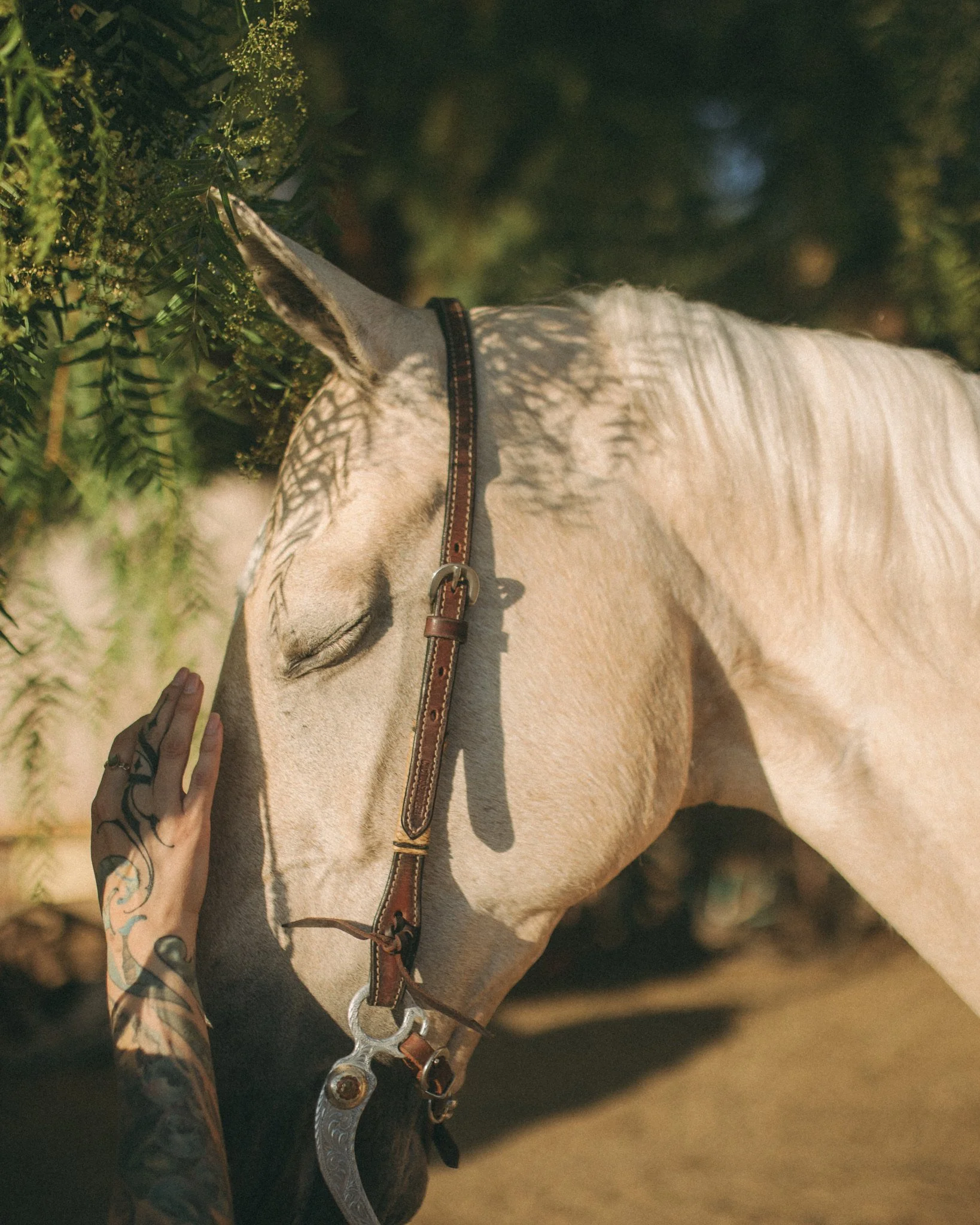 renting horses for photoshoots in Los Angeles, golden glen stables.JPG