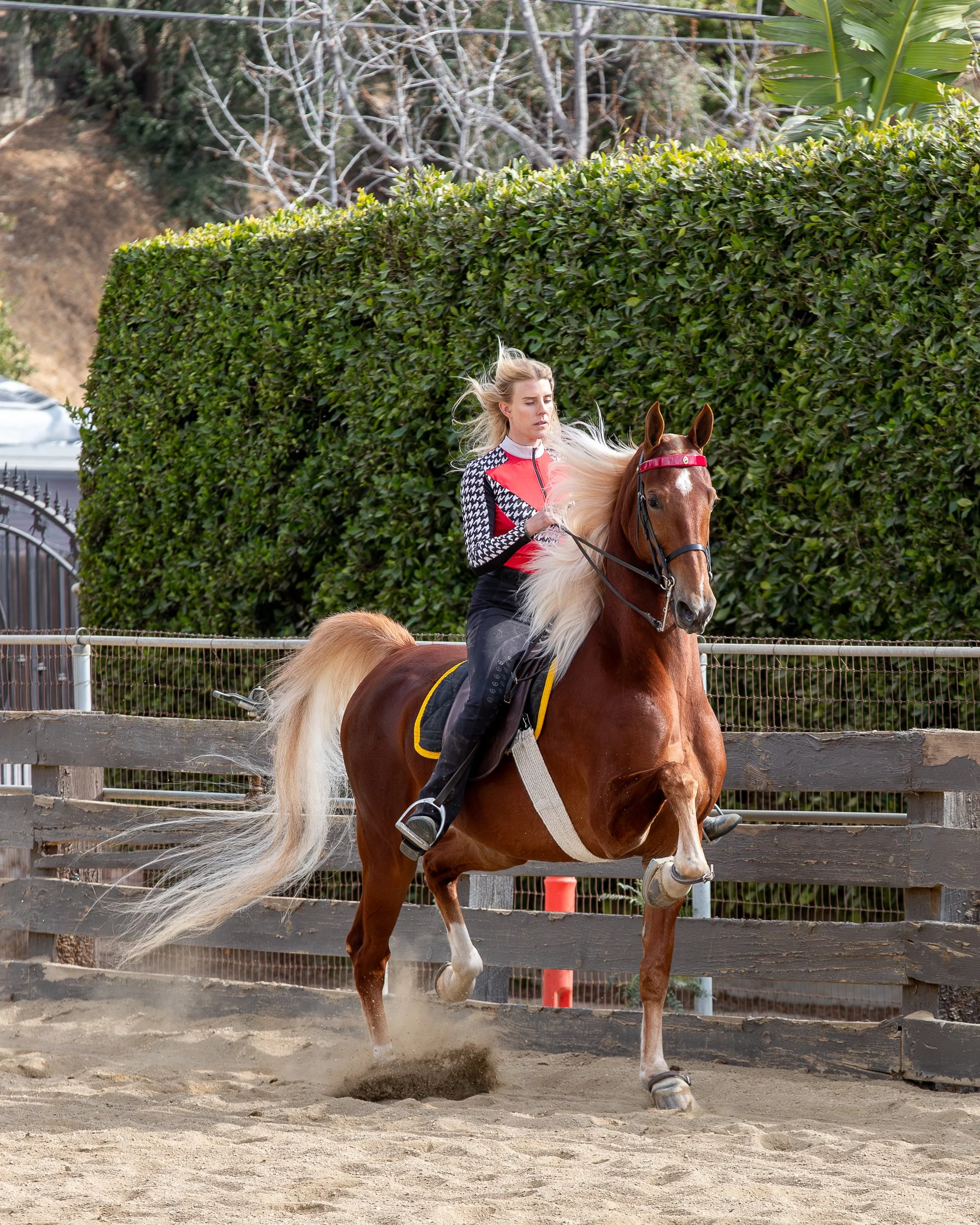 Horse Training in LA.JPG