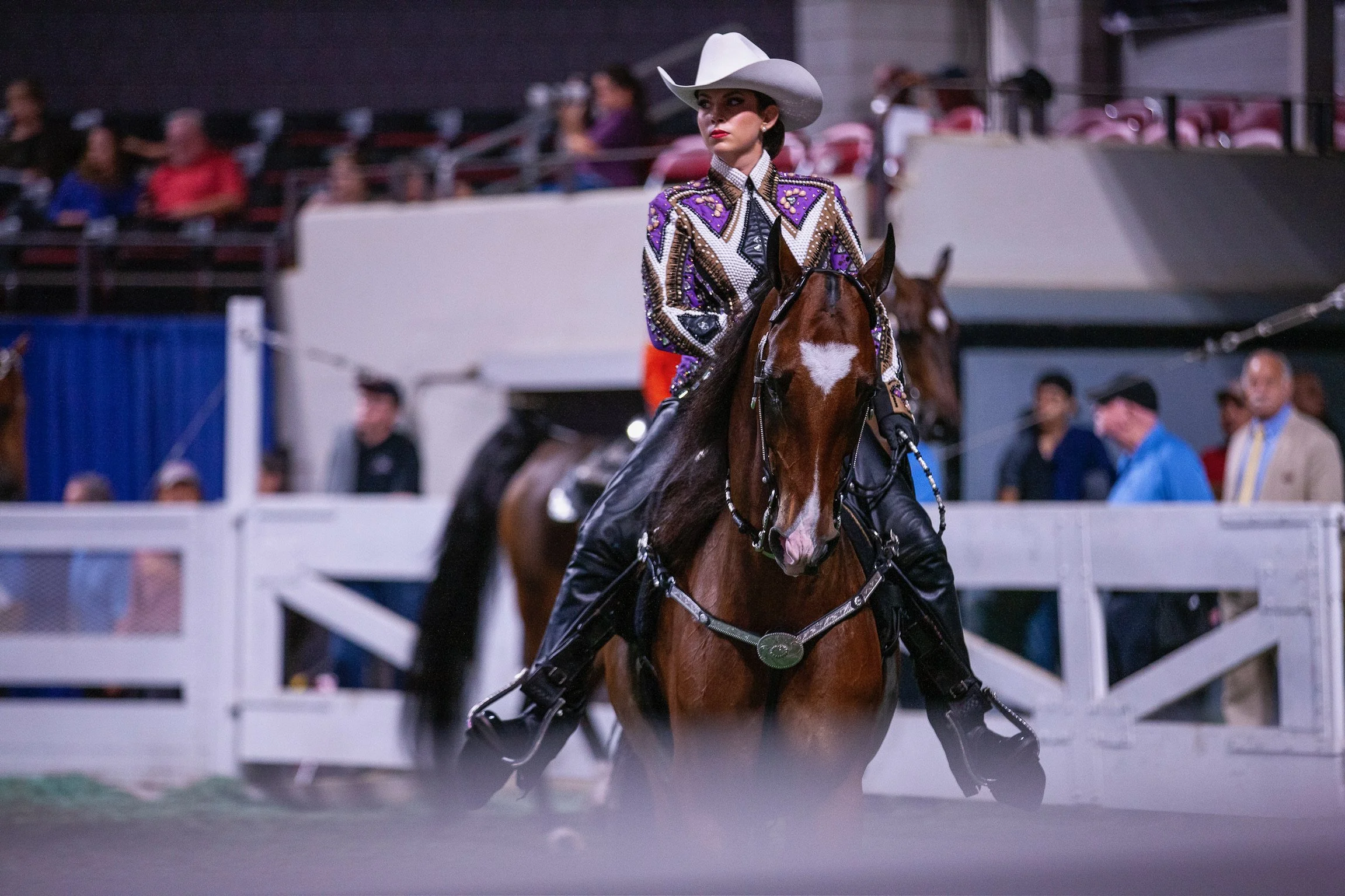 Saddle Horse Golden Glen Stables HorseRidingLosAngeles.JPG