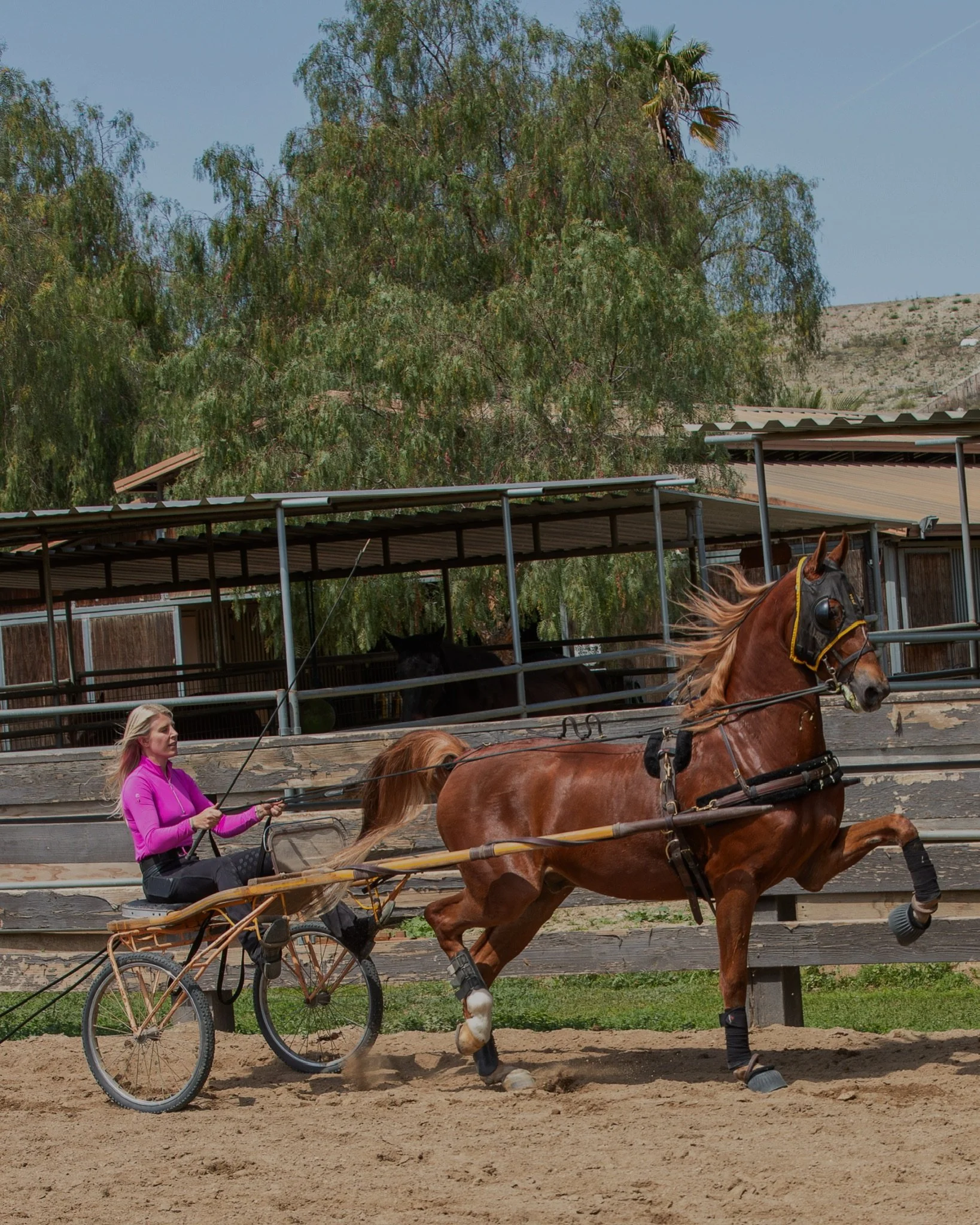saddle seat training in the Los Angeles.JPG