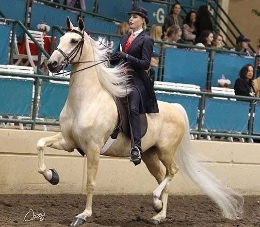 SaddleSeatGoldenGlenStablesHorseRidingLosAngeles.JPG