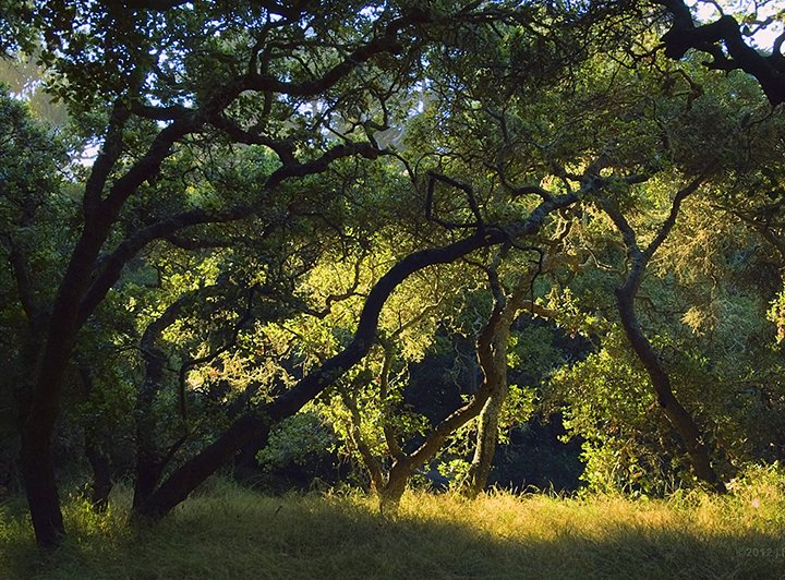 Oak Woodlands Habitat Restoration
