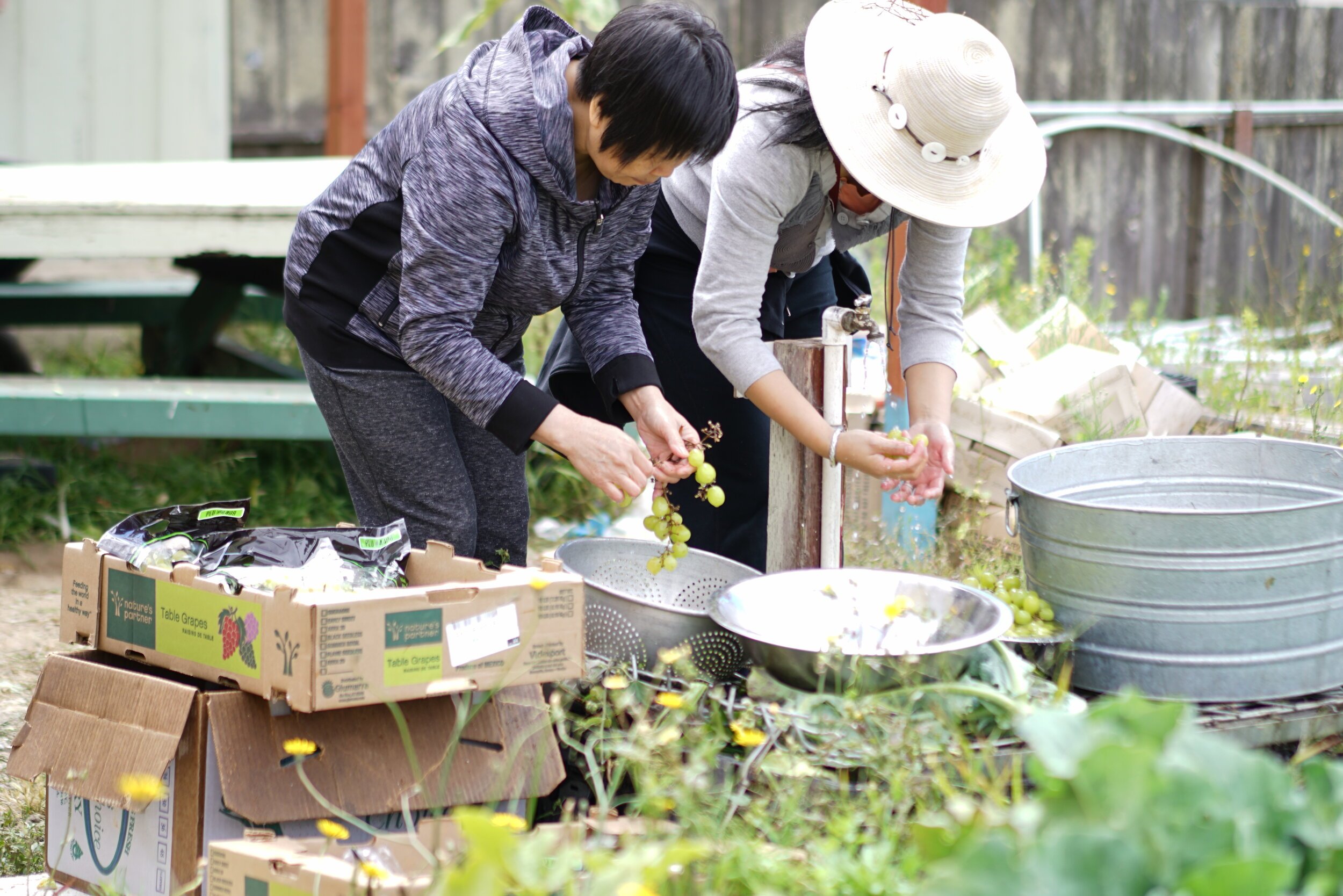 Florence Fang Community Farm