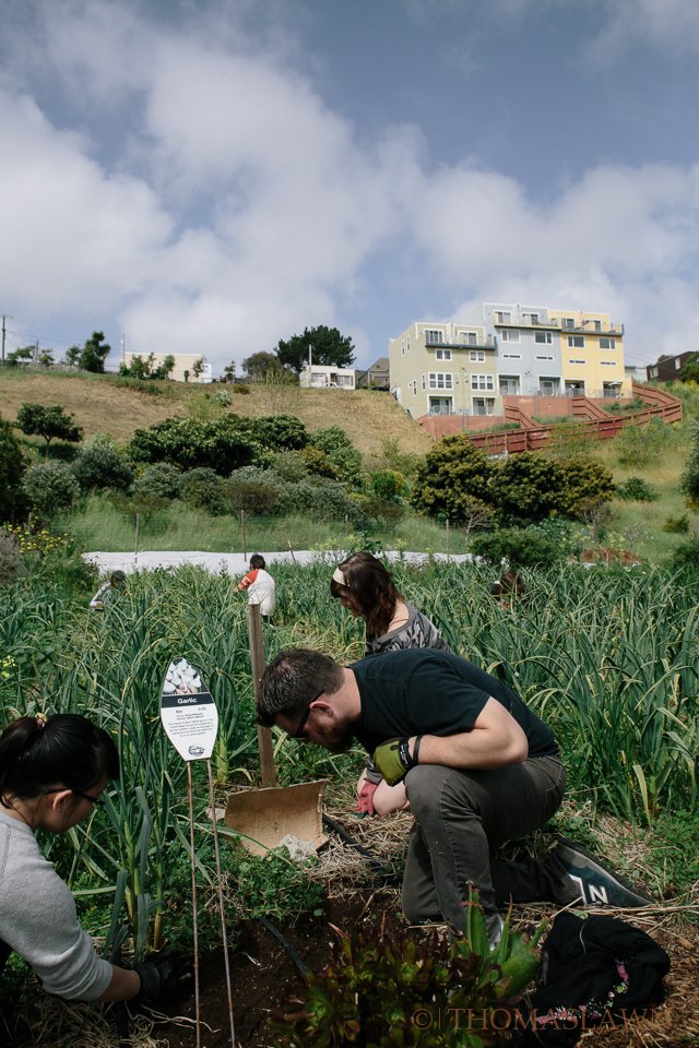 Friends of Alemany Farm