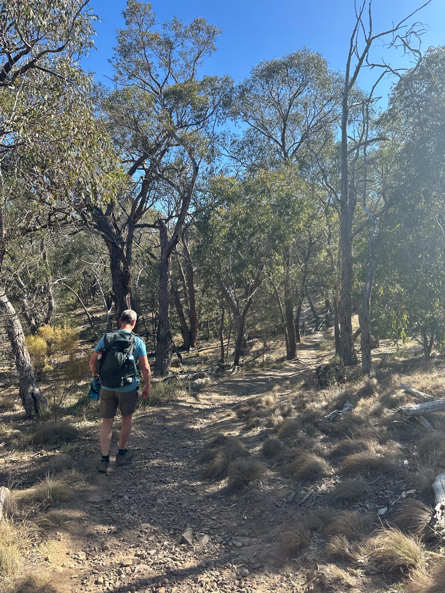 Person hiking on a forest trail surrounded by trees and dry grass under blue sky.