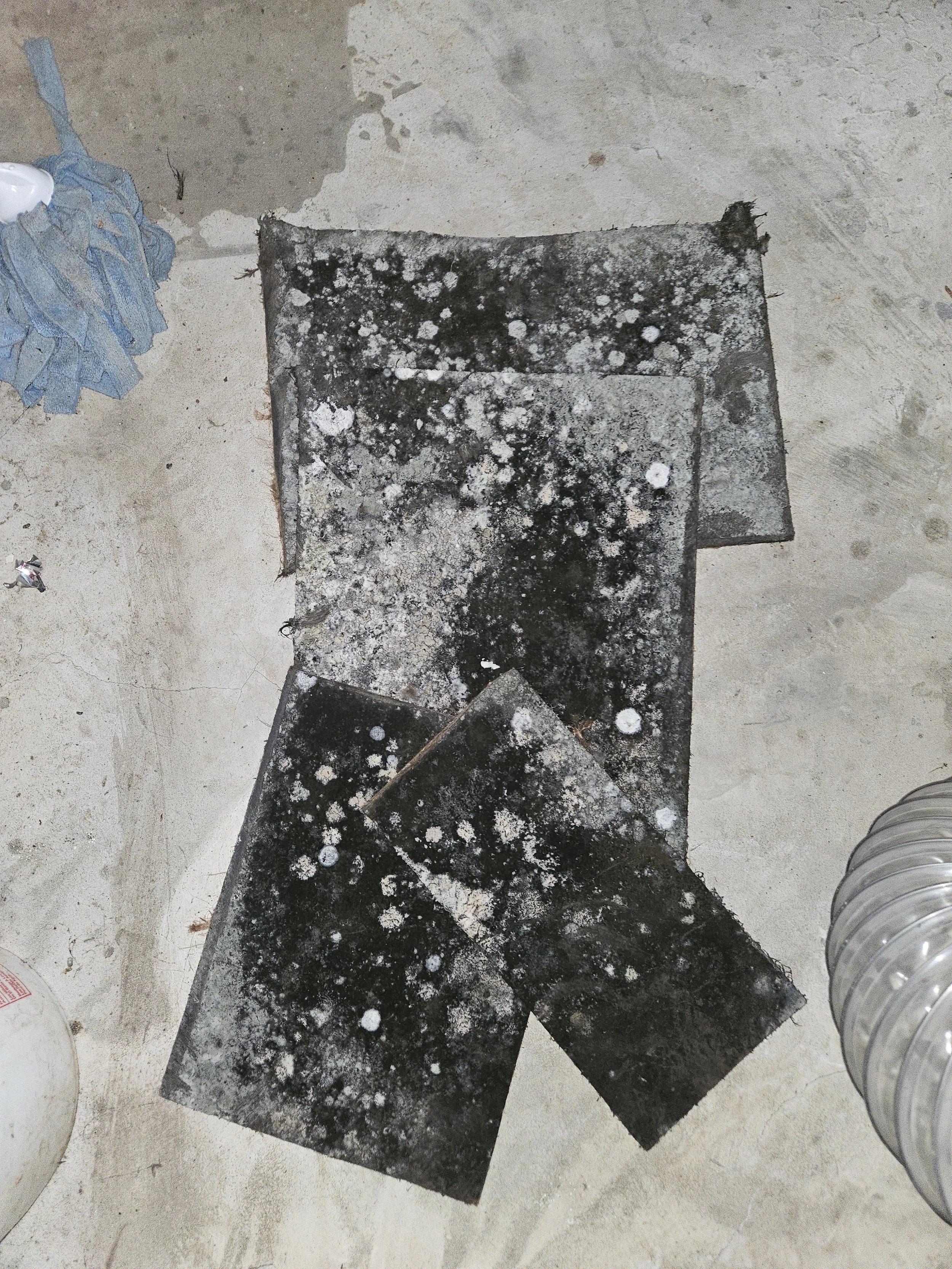 Dirty, moldy black and white carpet tiles on a concrete floor, with mold spots and damage.